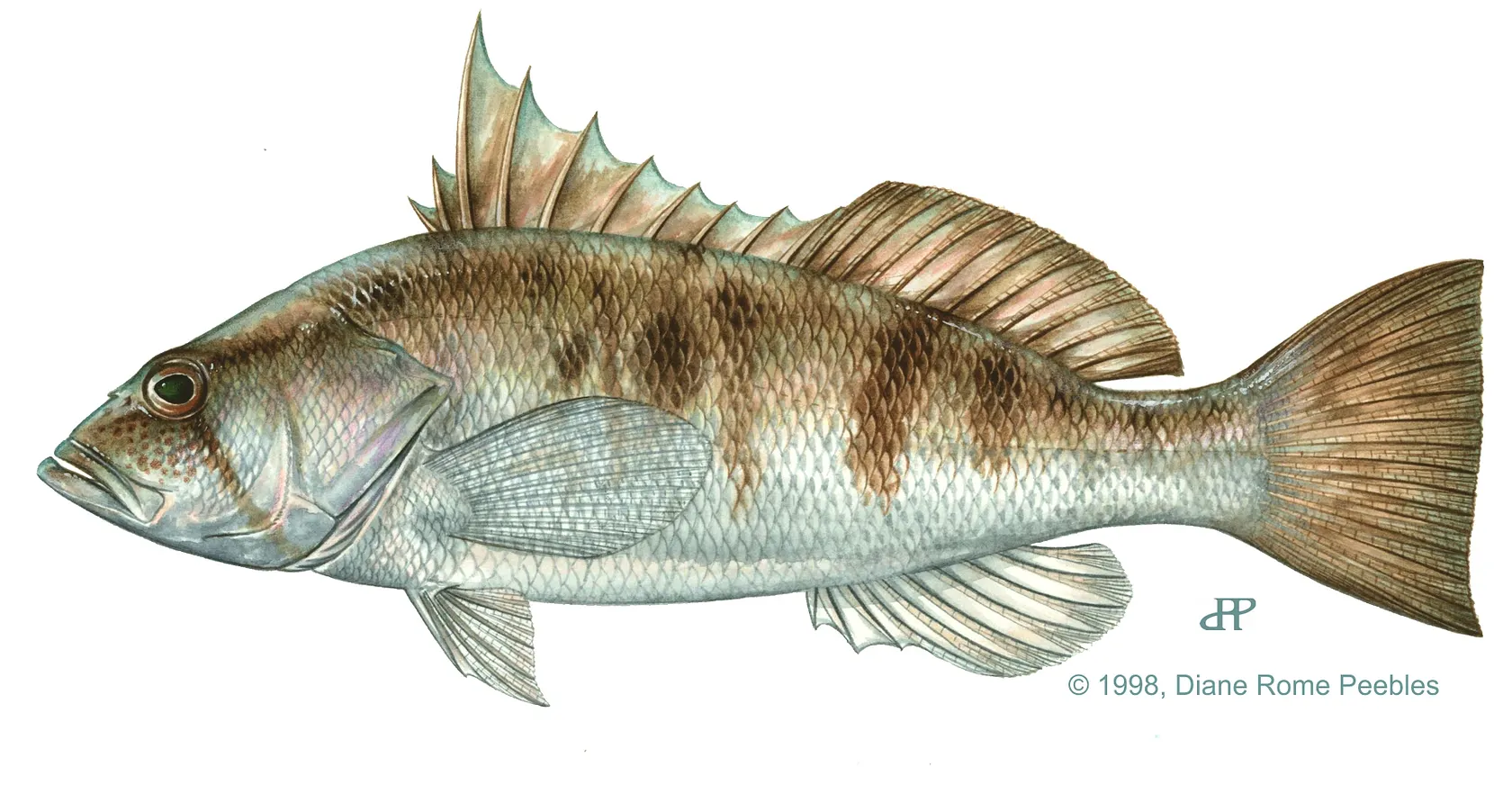 Barred sand bass