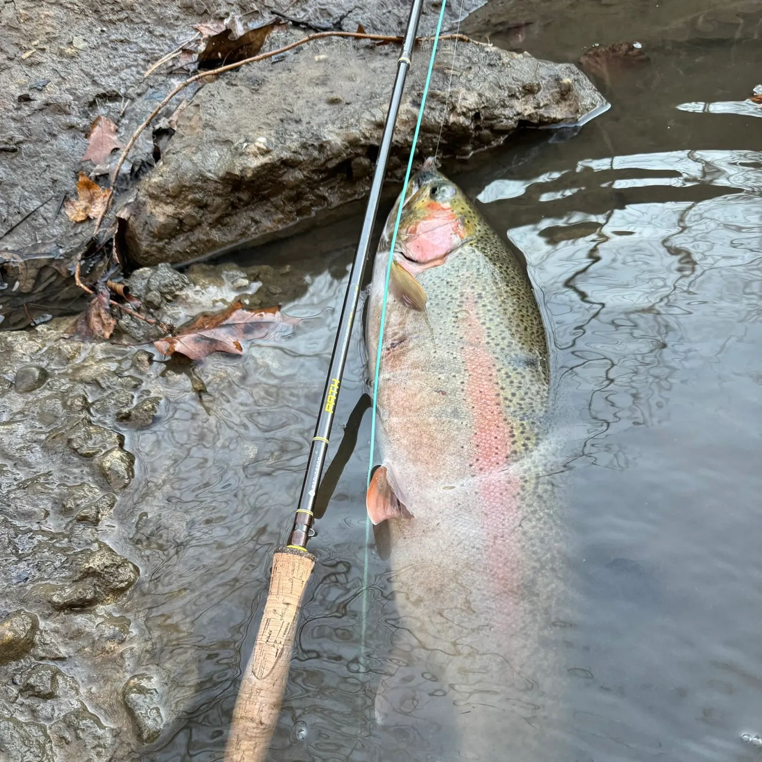 angler catch