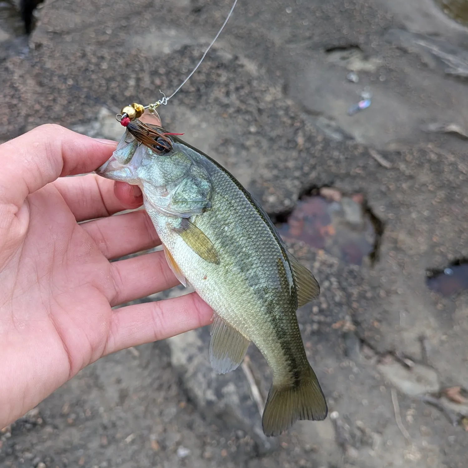 Largemouth bass caught on Fishbrain
