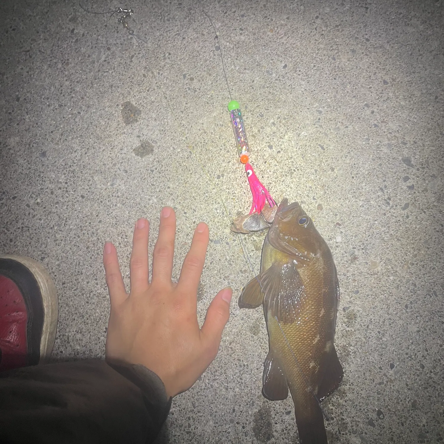 The most recent Black rockfish catches on Fishbrain