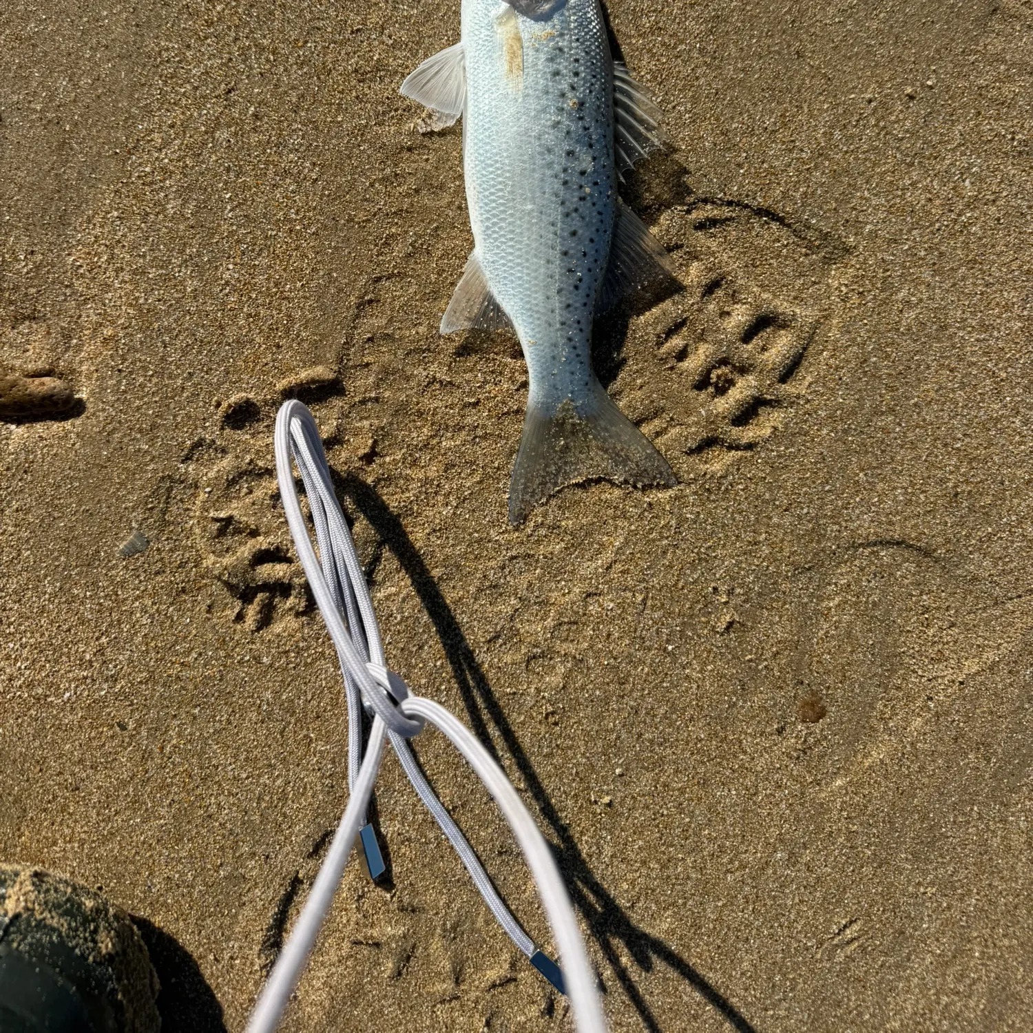 The most recent Spotted seabass catches on Fishbrain