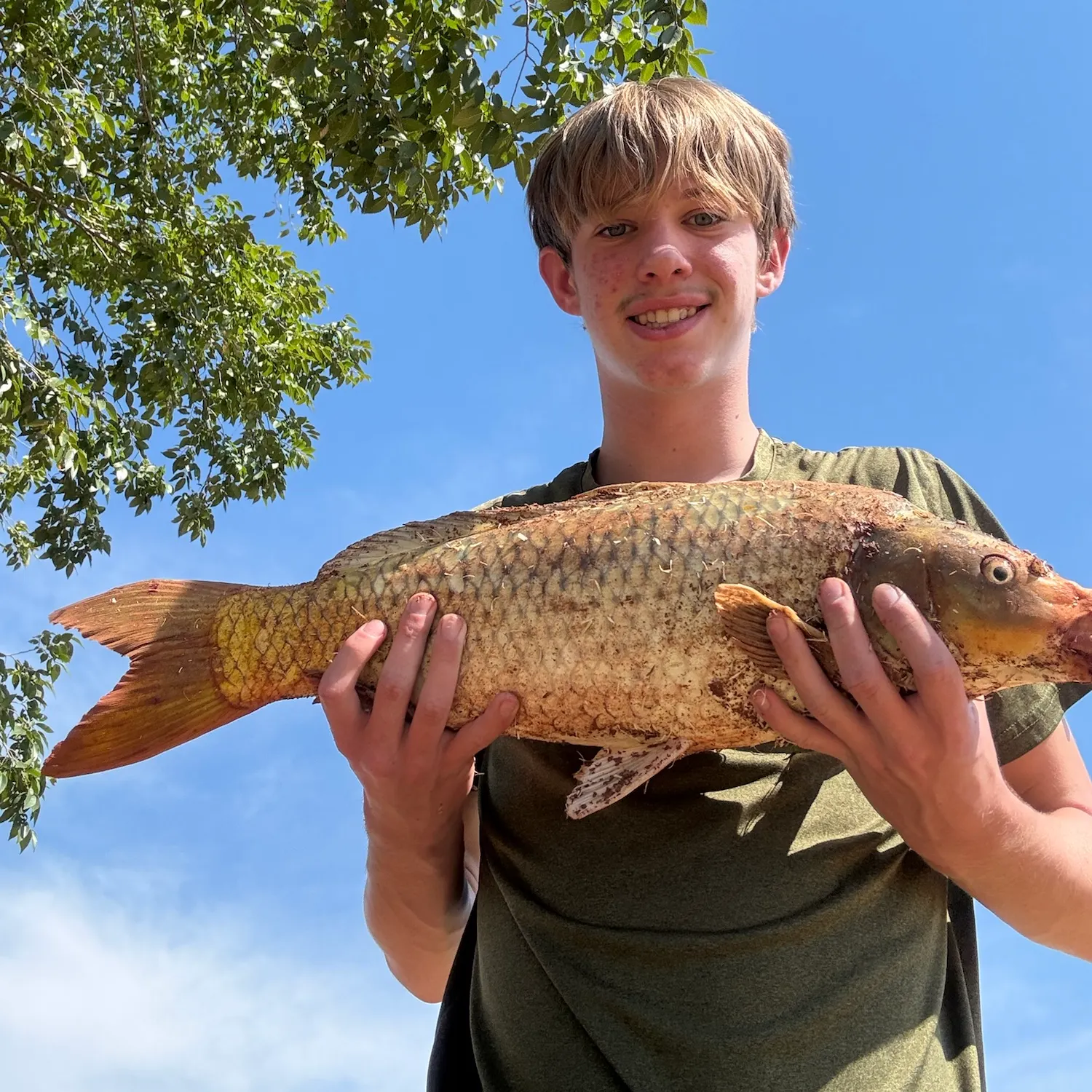 Common carp caught on Fishbrain
