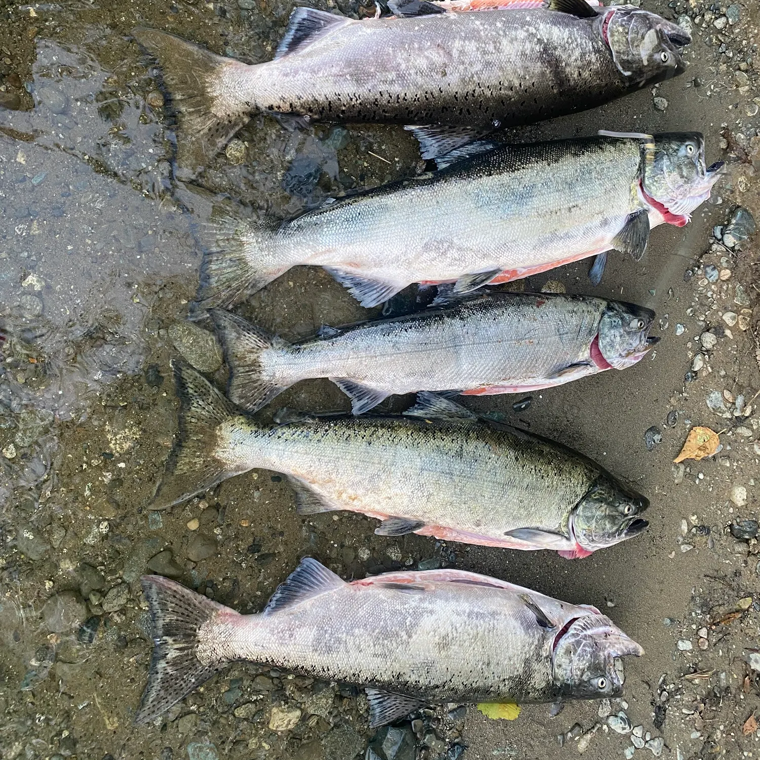 The most recent Chinook salmon catches on Fishbrain