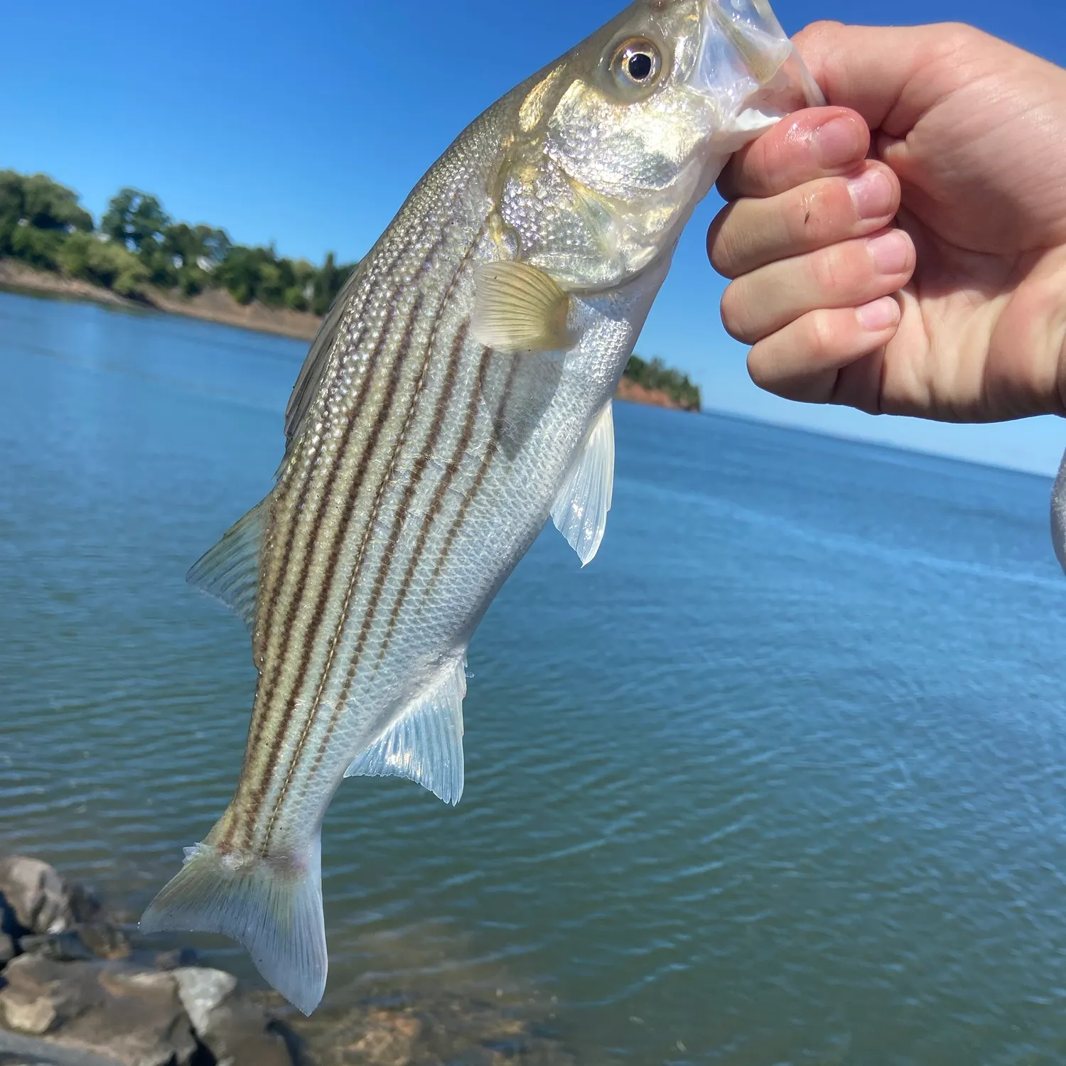 Striped bass caught on Fishbrain