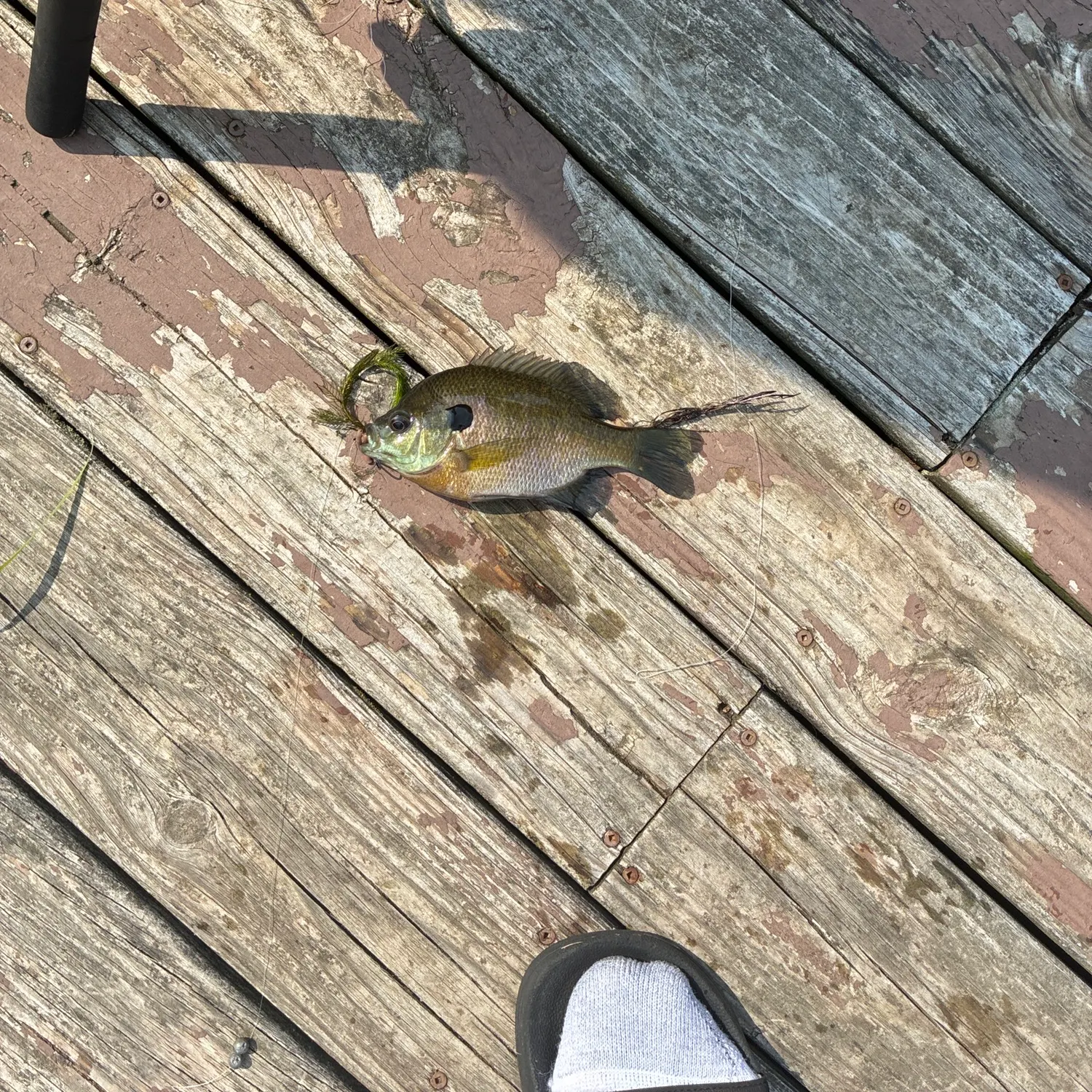 Bluegill caught on Fishbrain