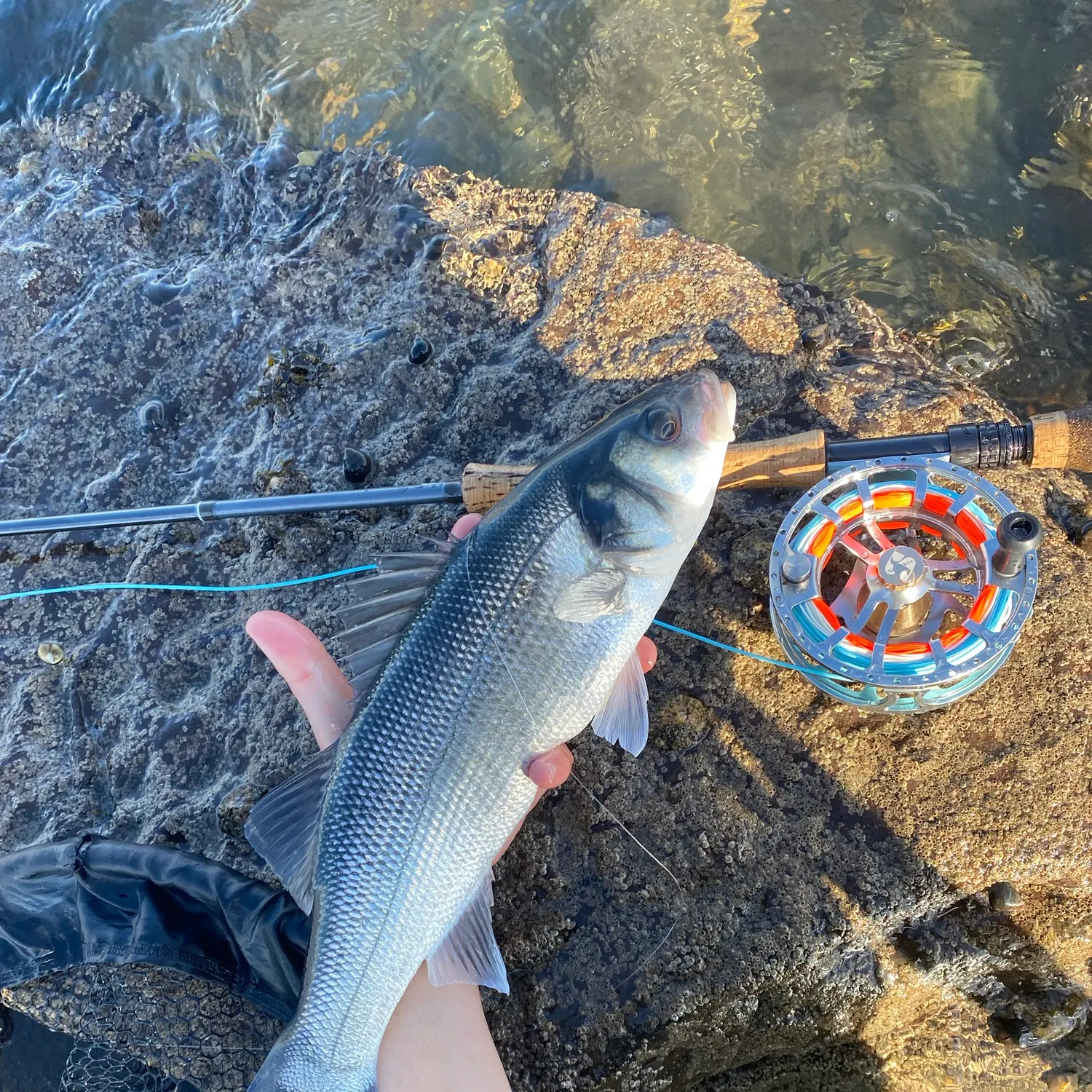 The most recent European seabass catches on Fishbrain
