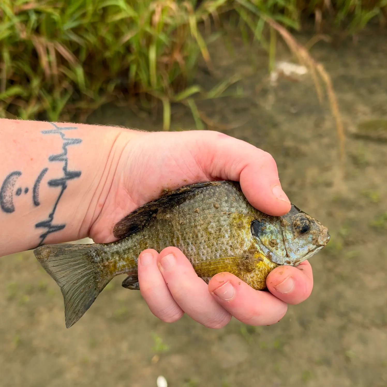 Bluegill caught on Fishbrain