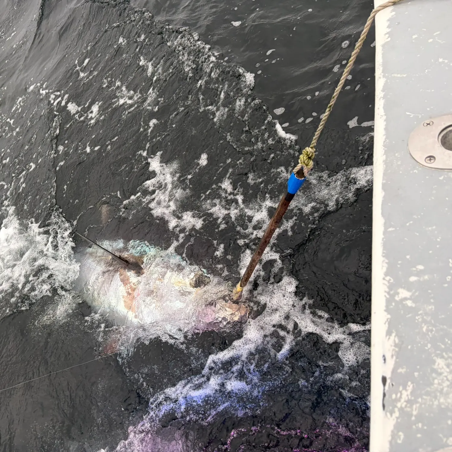 Atlantic bluefin tuna caught on Fishbrain