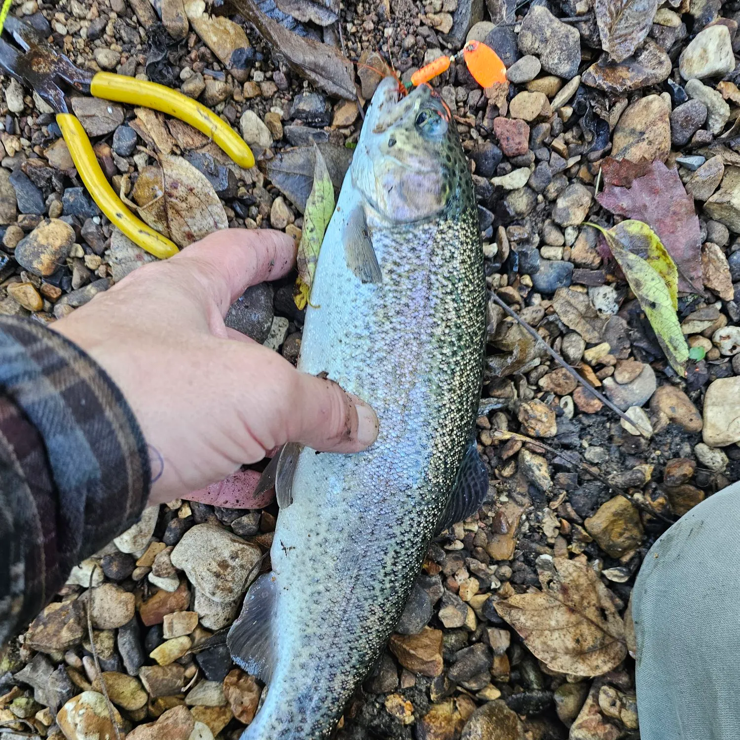 Rainbow trout caught on Fishbrain