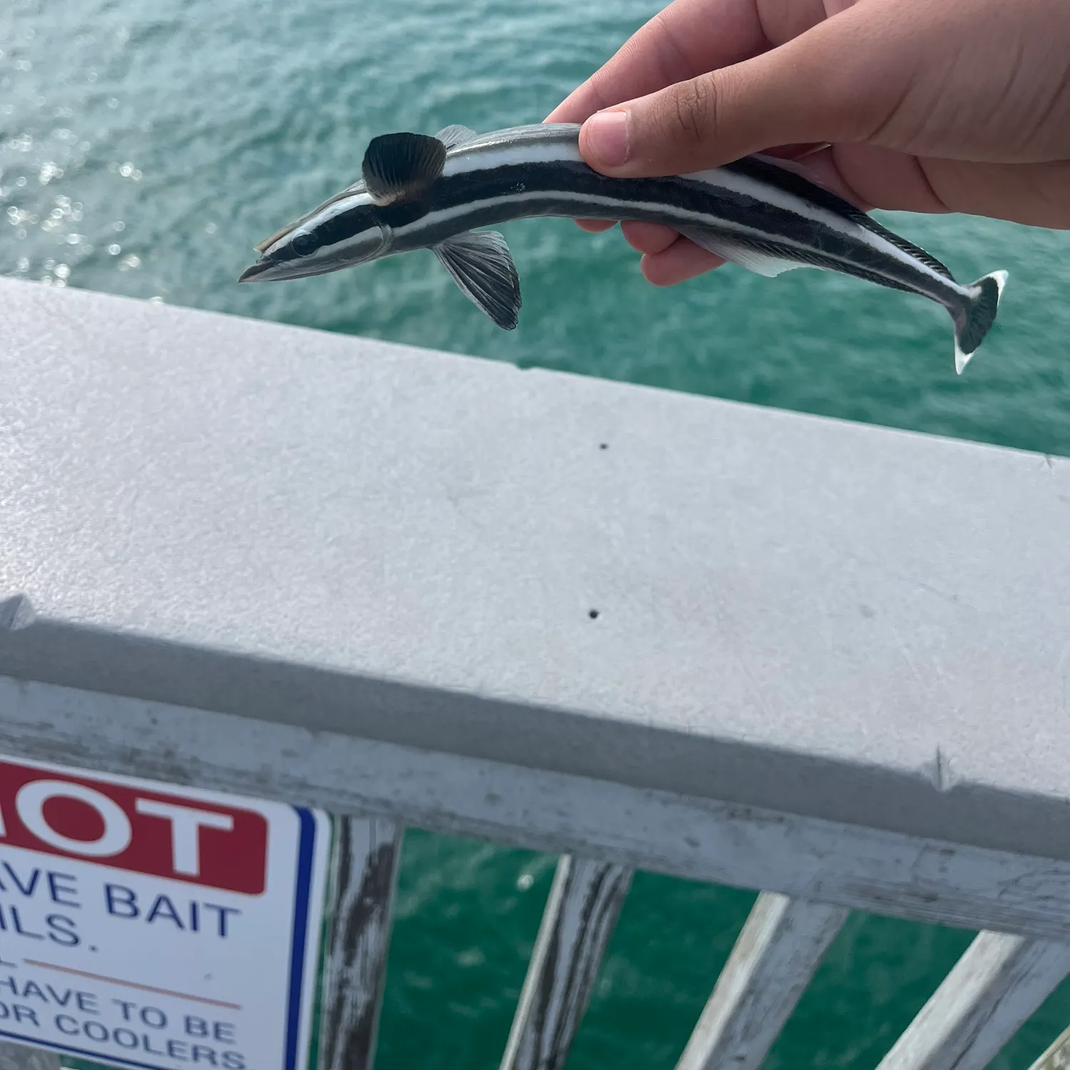 The most recent Common remora catches on Fishbrain