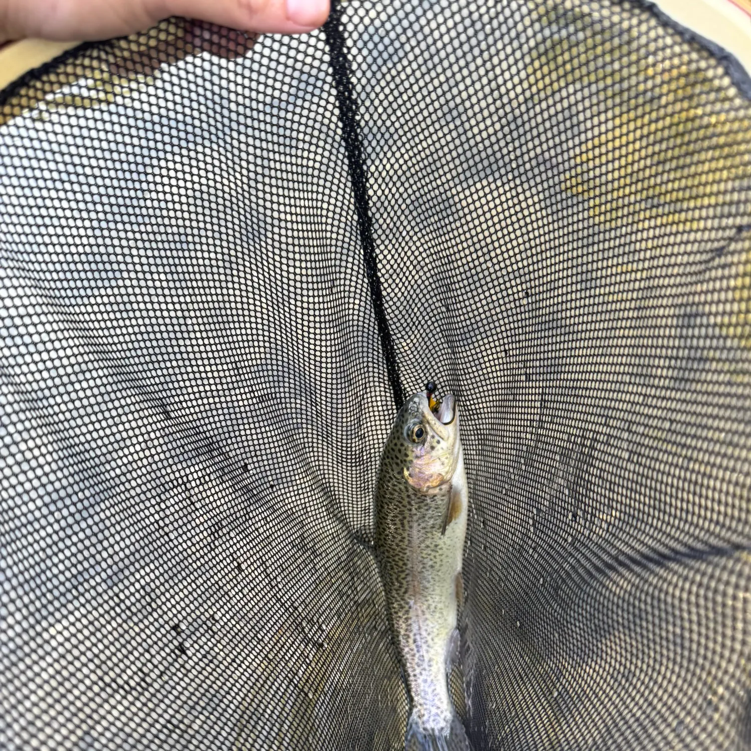 Rainbow trout caught on Fishbrain