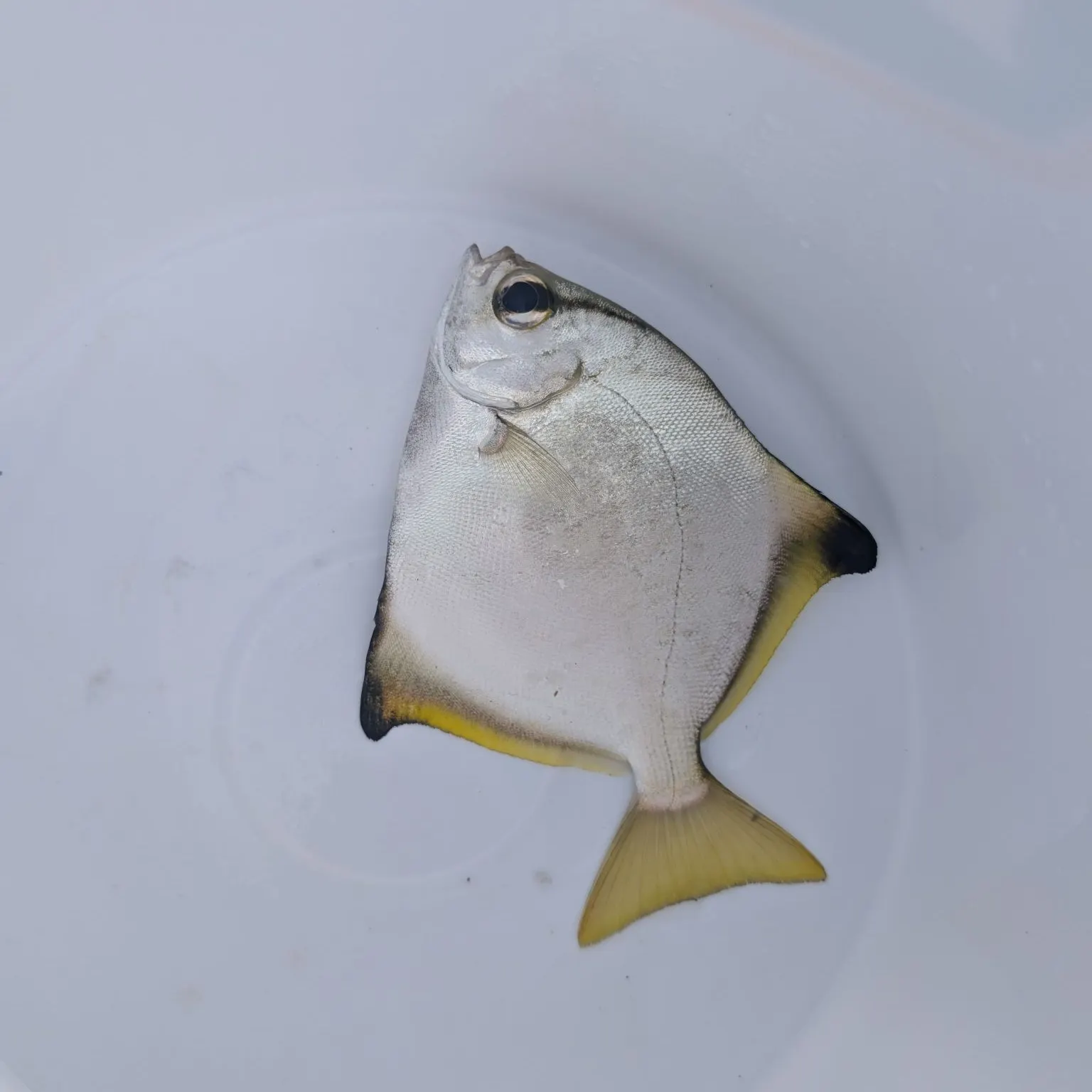 The most recent Silver moony catches on Fishbrain