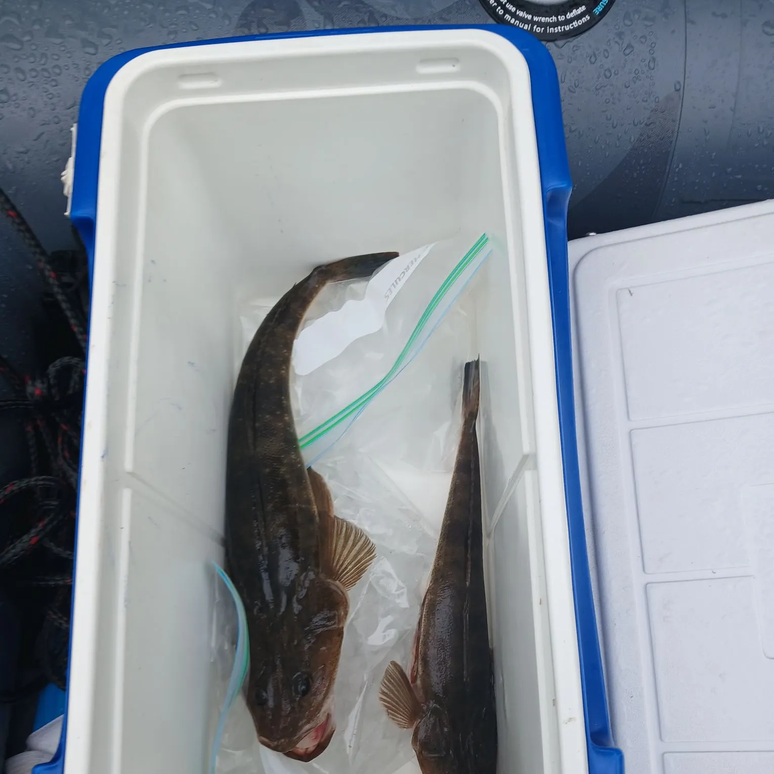 Dusky flathead caught on Fishbrain