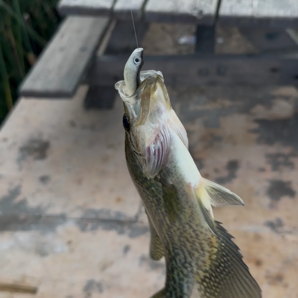 Black crappie caught on Fishbrain