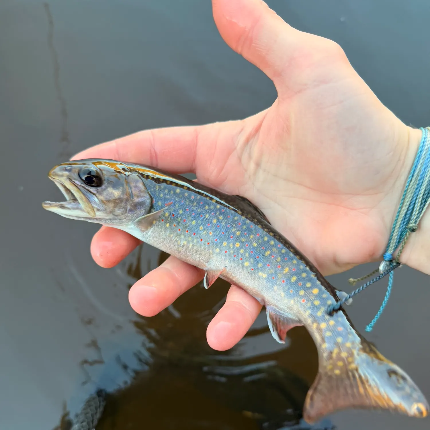 Brook trout caught on Fishbrain