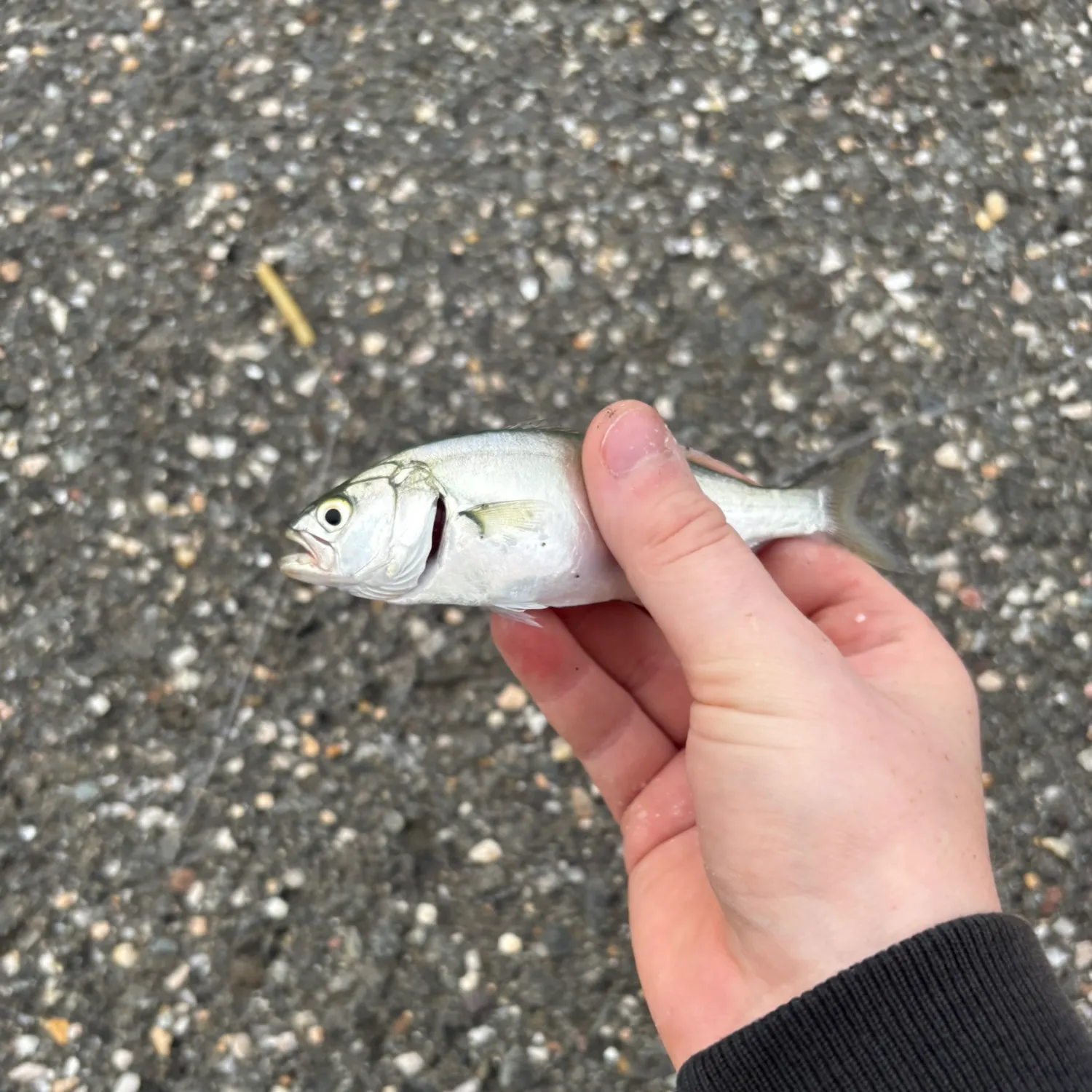 Bluefish caught on Fishbrain