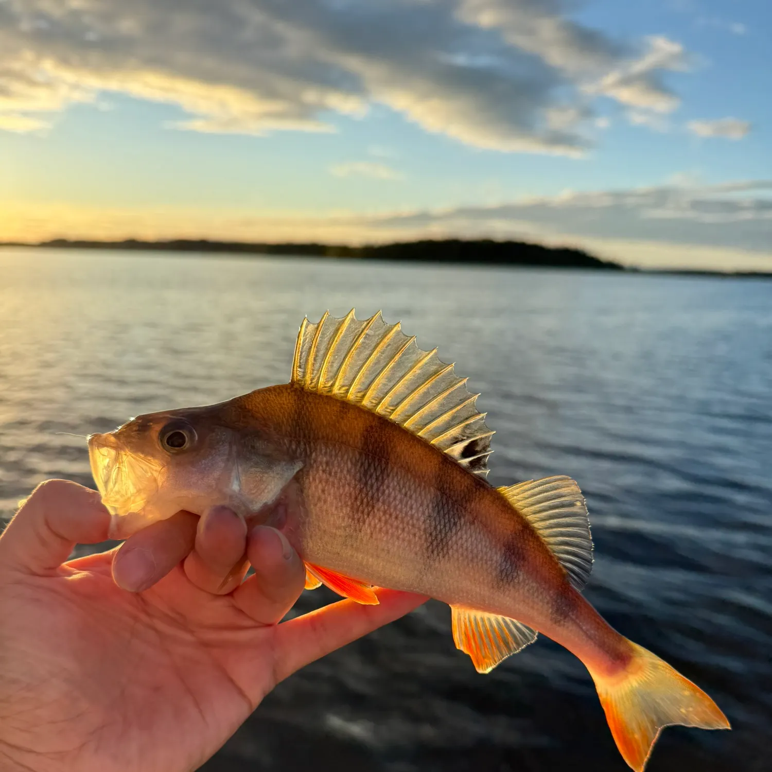 European perch caught on Fishbrain