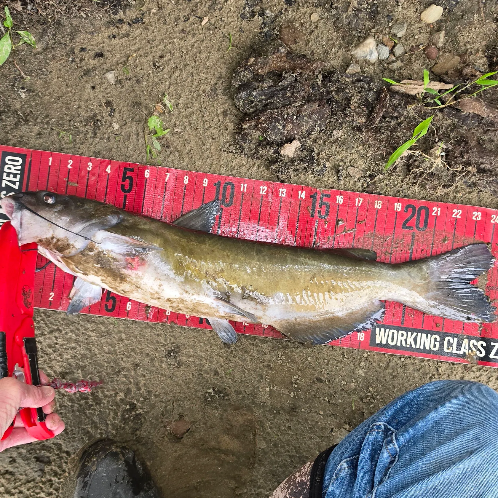 catch