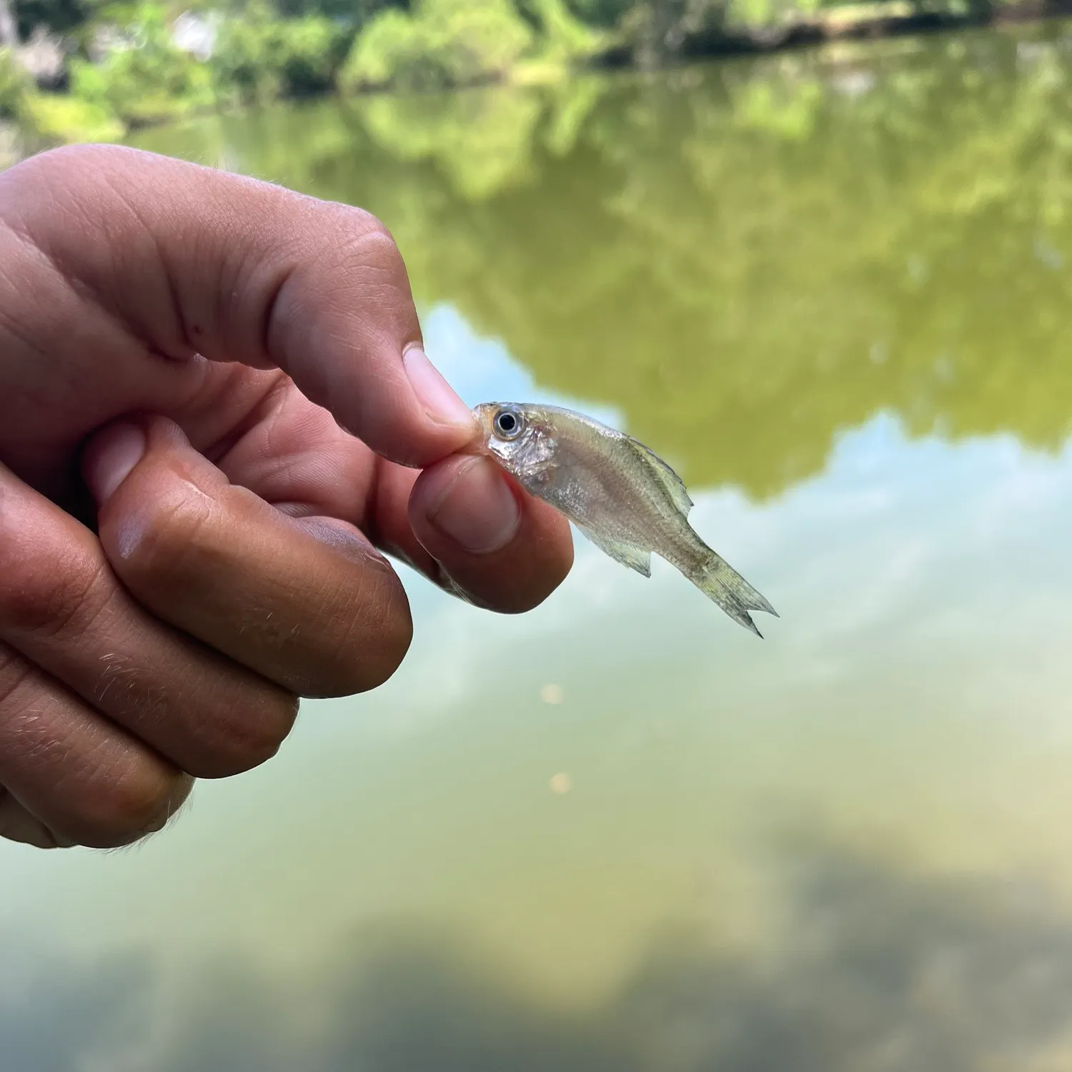 angler catch