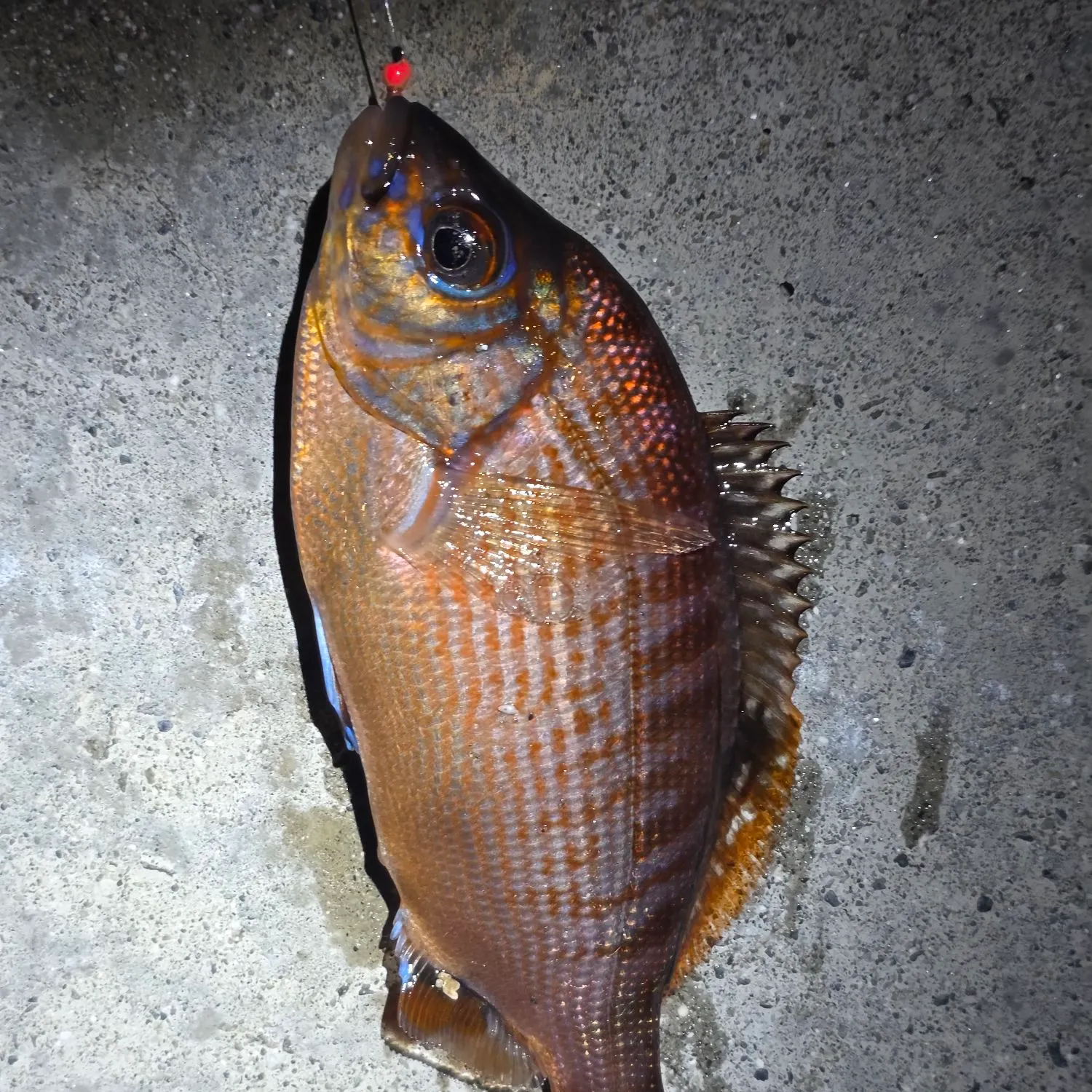 The most recent Rainbow surfperch catches on Fishbrain