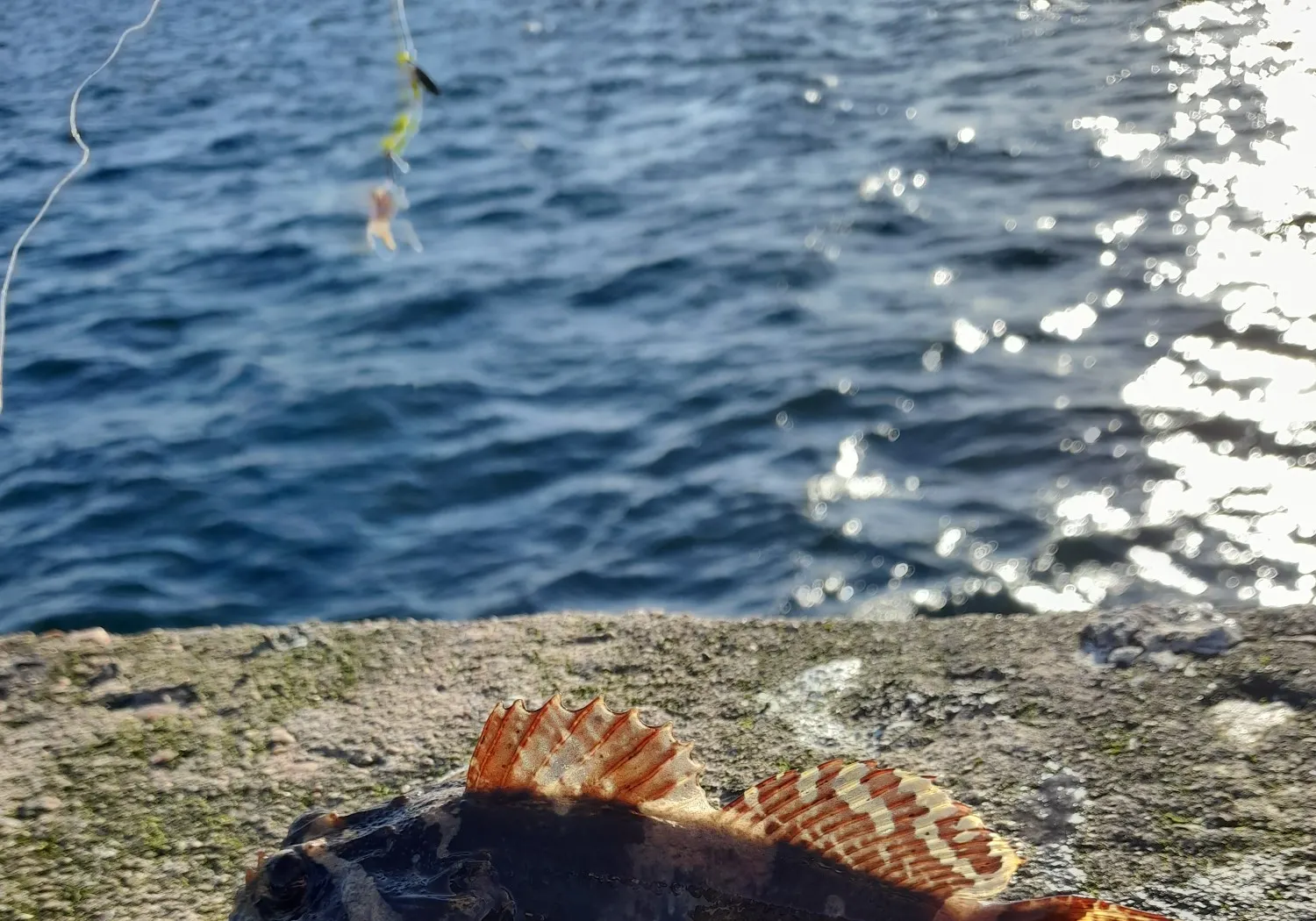 Shorthorn sculpin