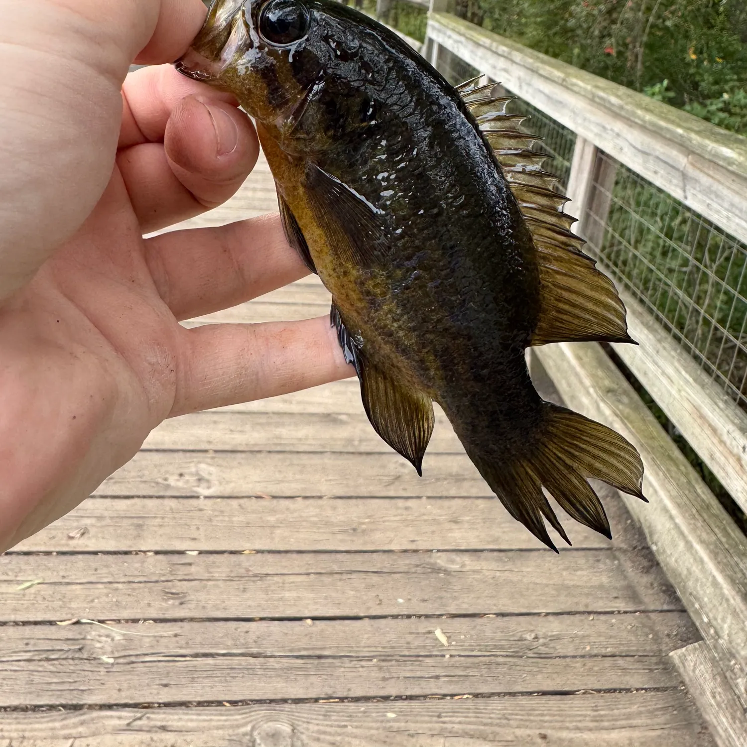 The most recent Mud sunfish catches on Fishbrain