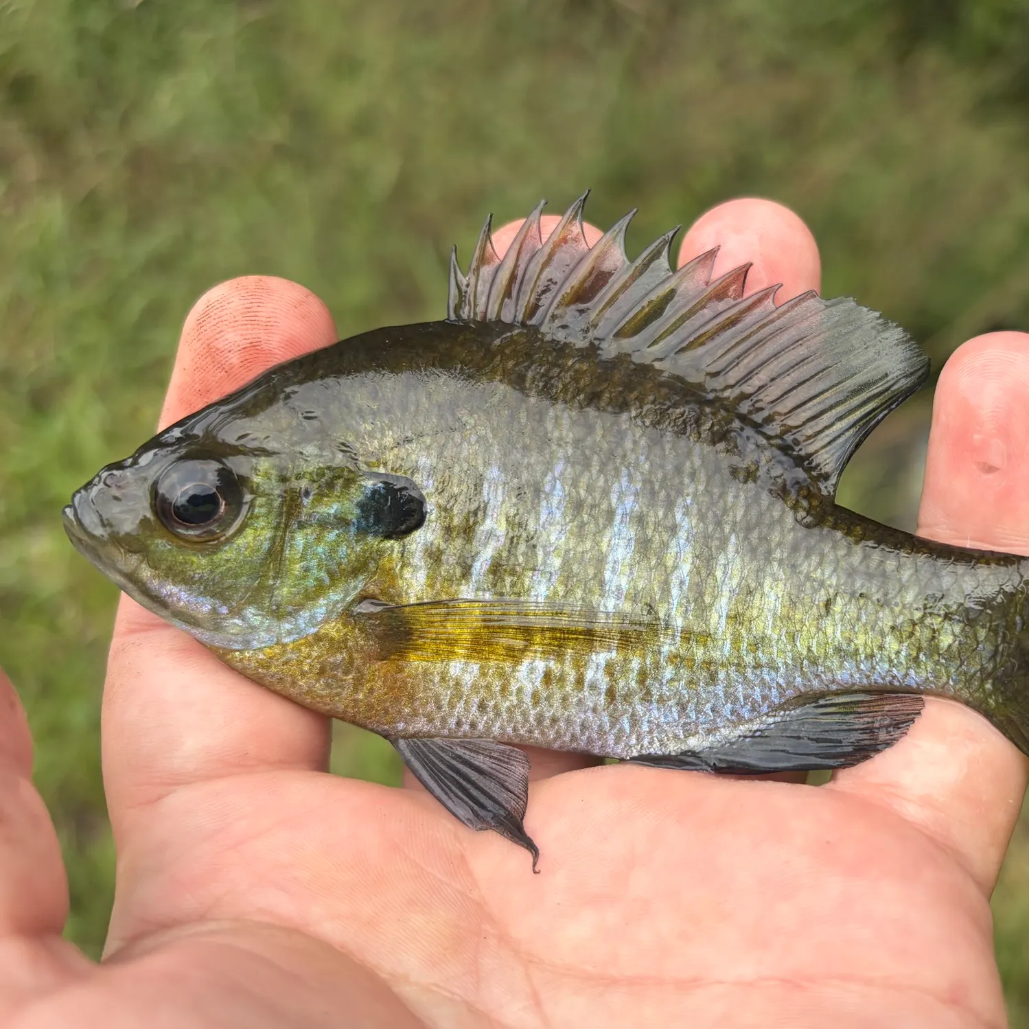 Bluegill caught on Fishbrain
