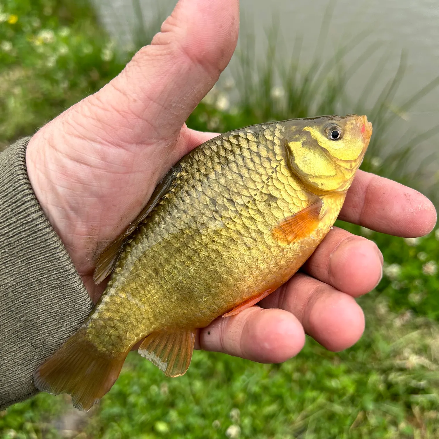 The most recent Crucian carp catches on Fishbrain