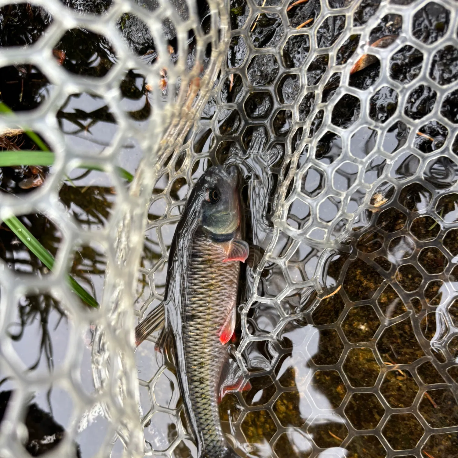 most liked catch image
