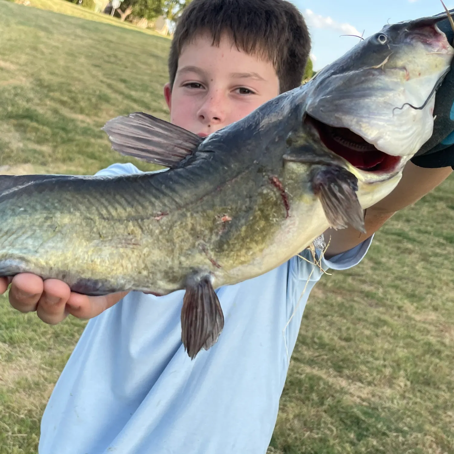 Channel catfish caught on Fishbrain