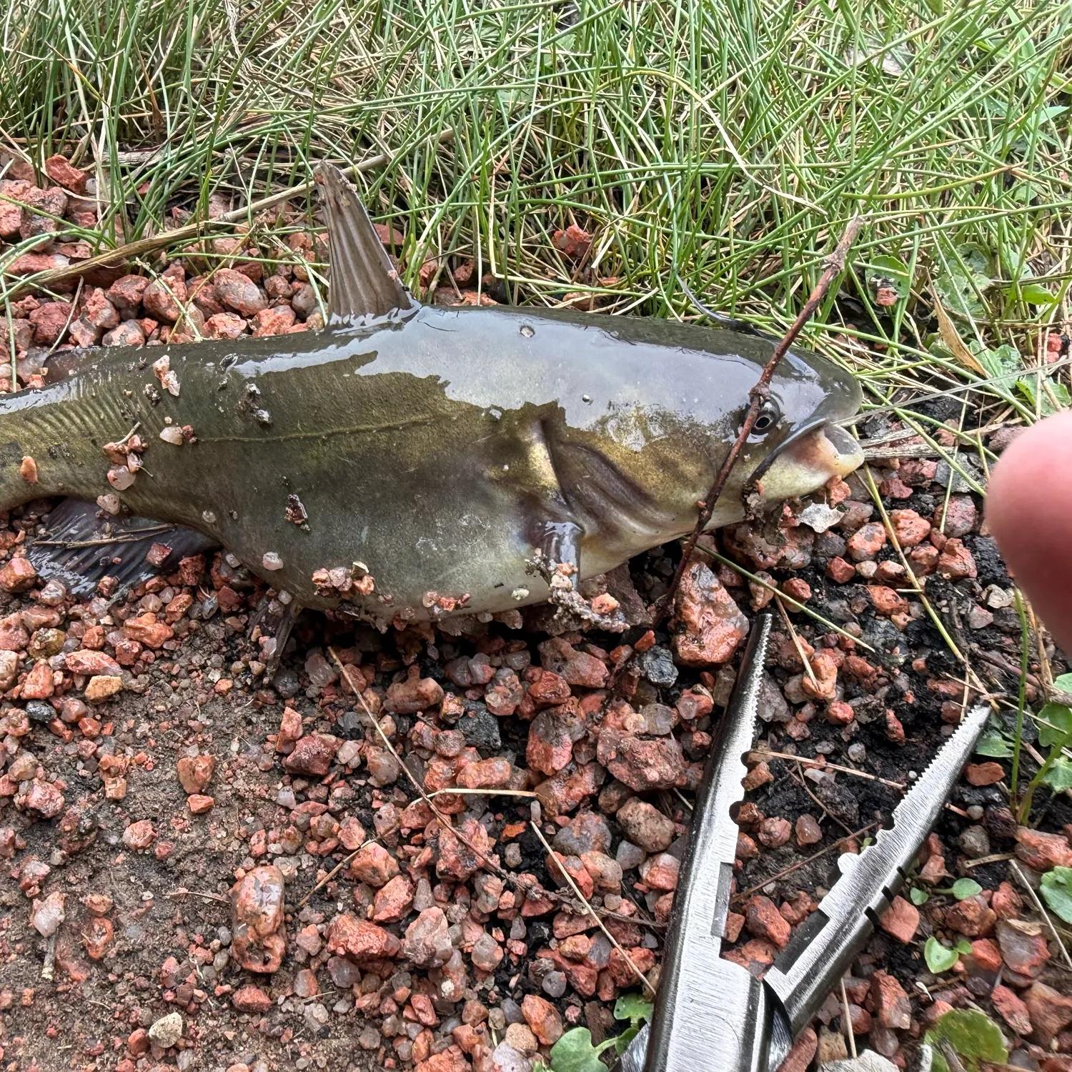 Channel catfish caught on Fishbrain