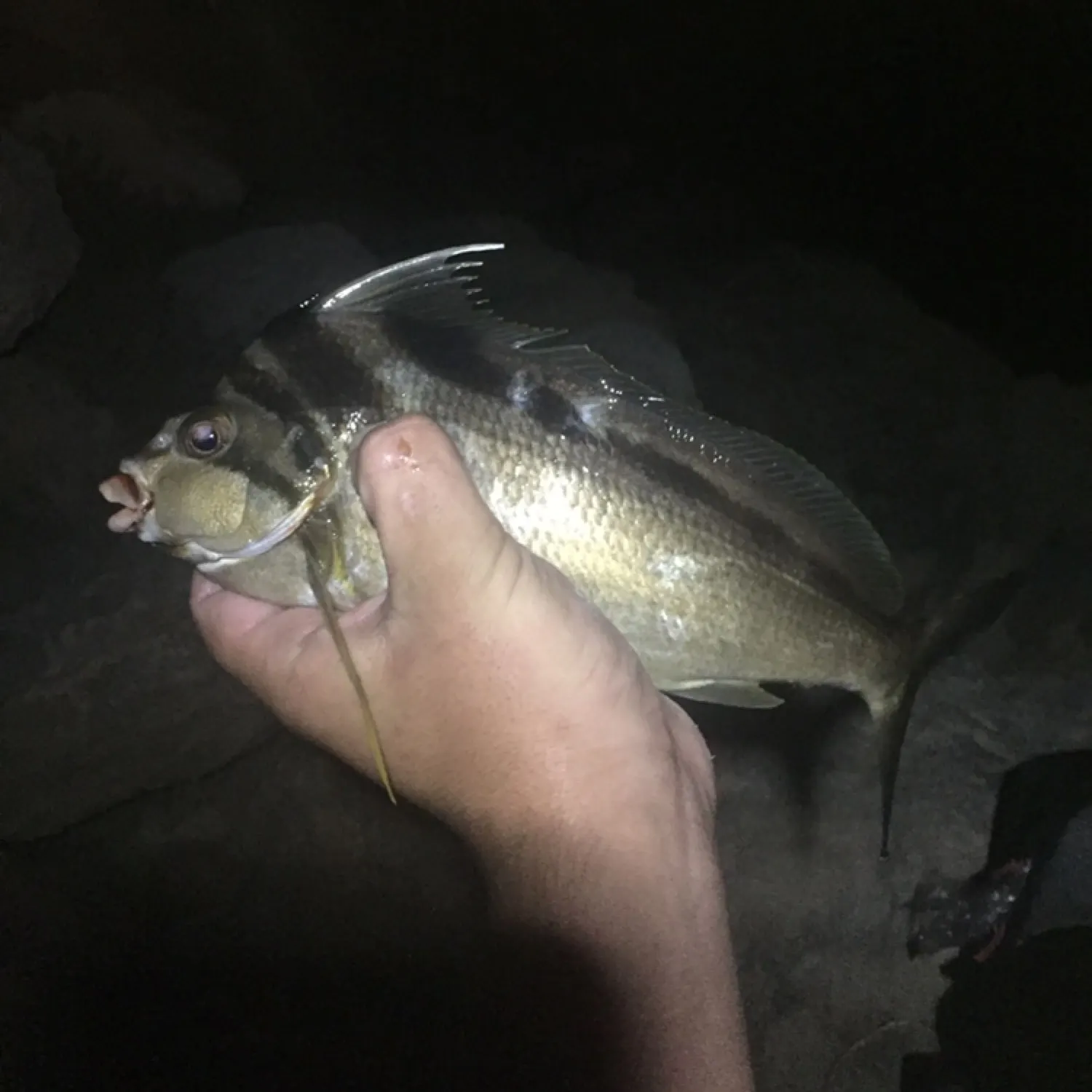 most liked catch image