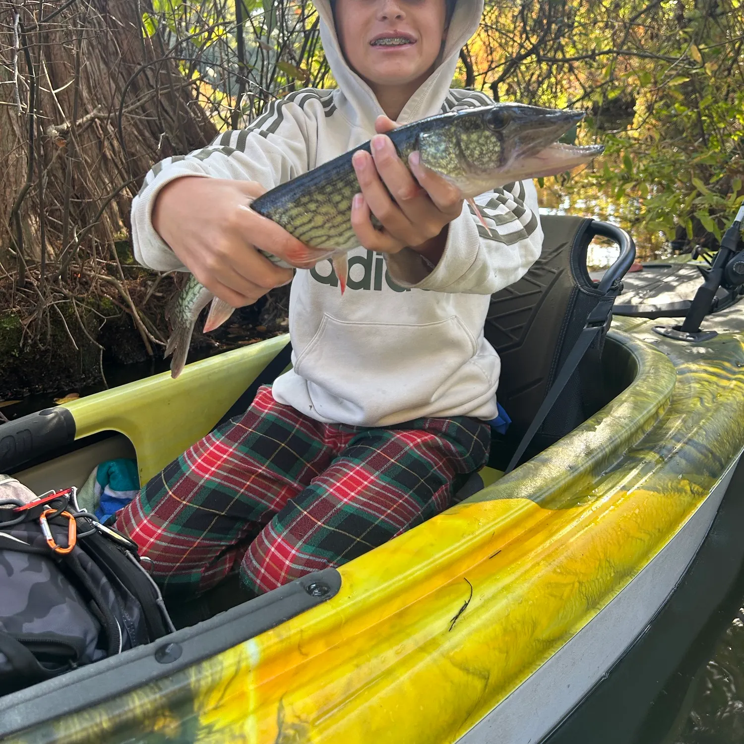 Chain pickerel caught on Fishbrain