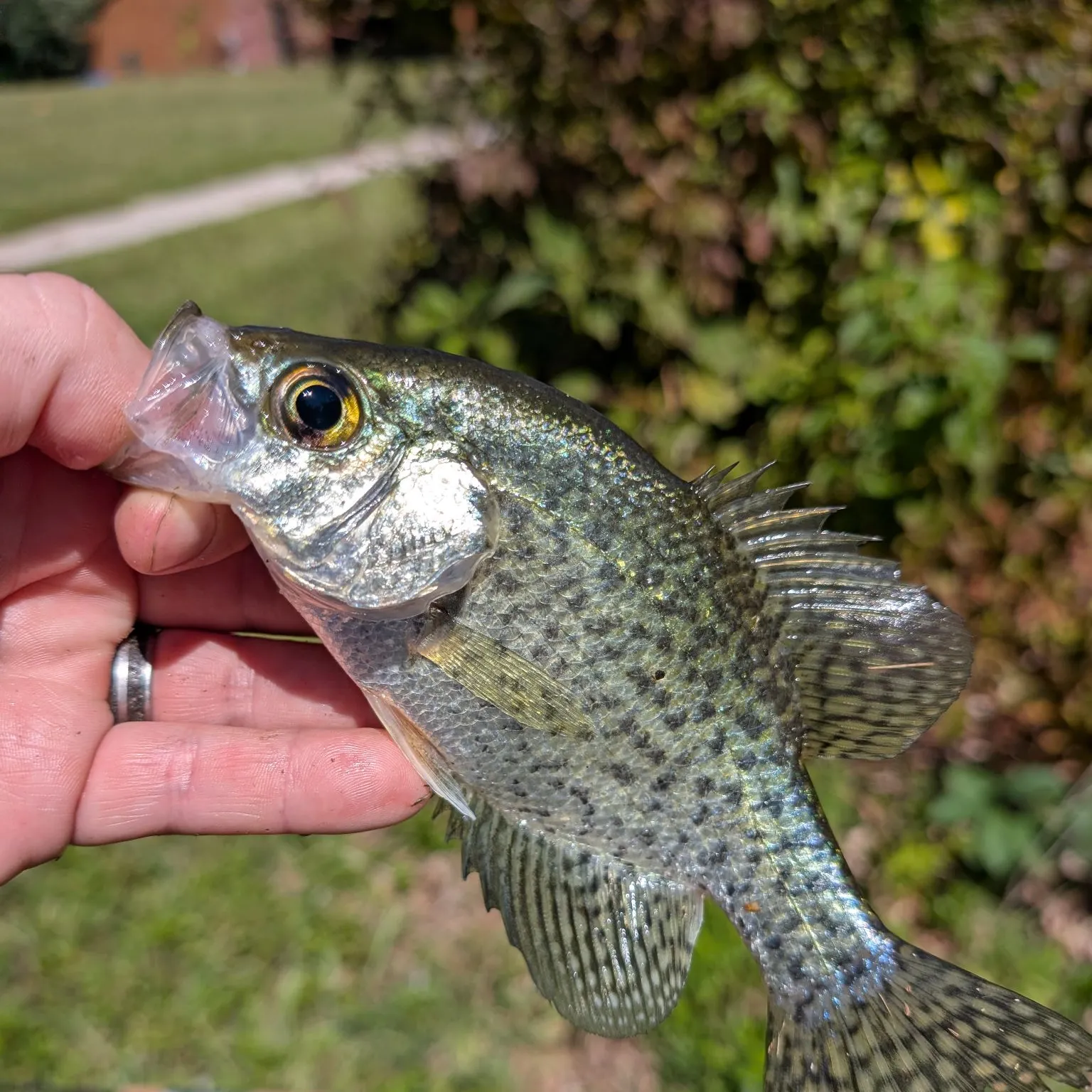 Black crappie caught on Fishbrain