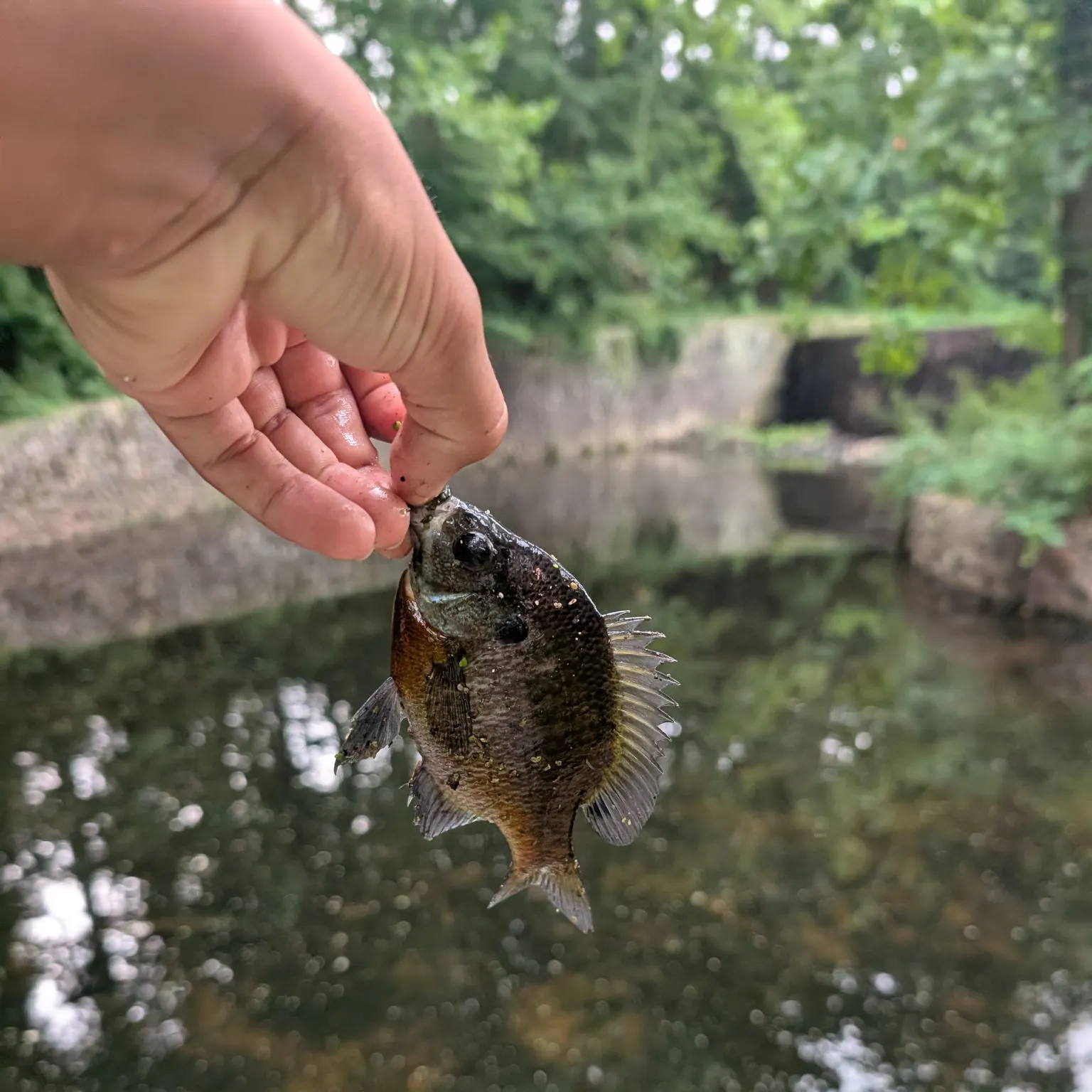 Bluegill caught on Fishbrain