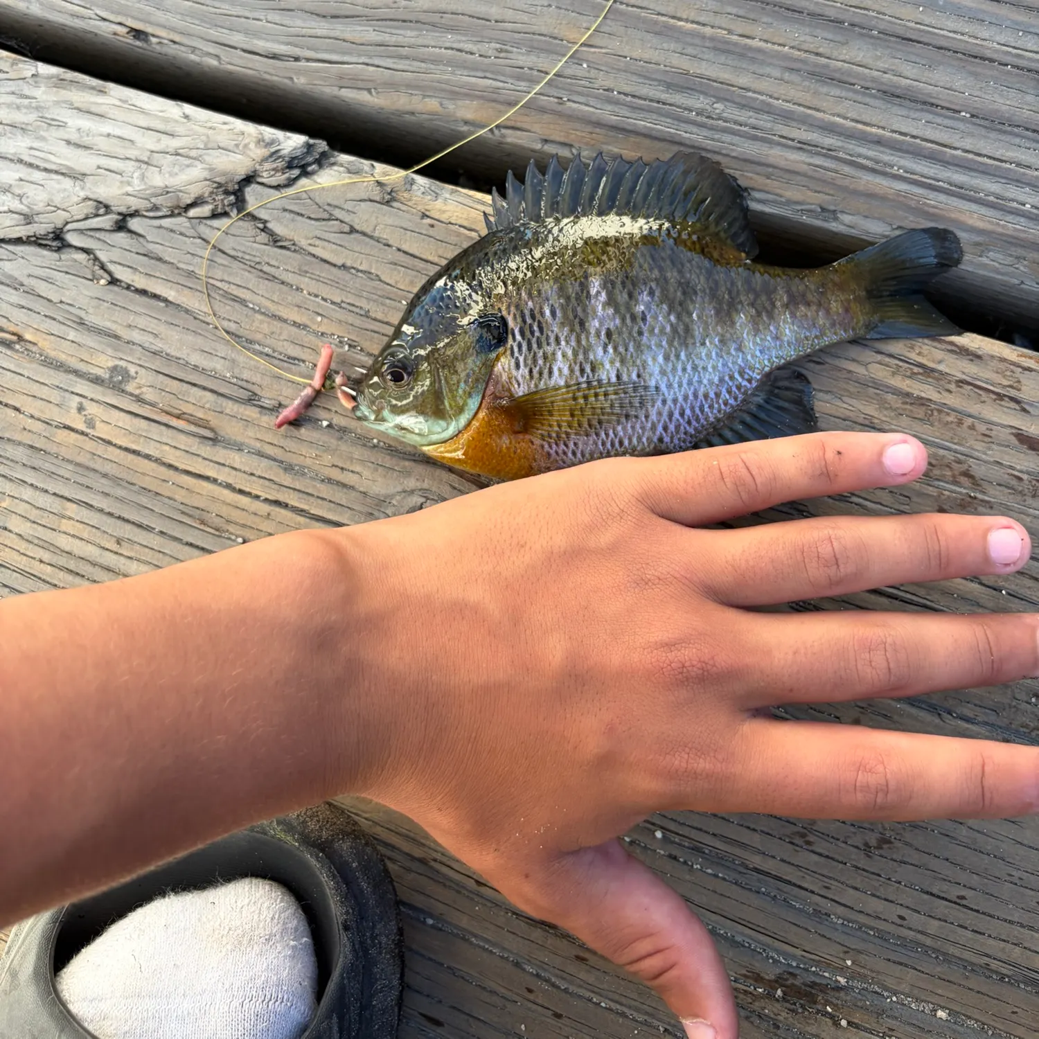 Bluegill caught on Fishbrain