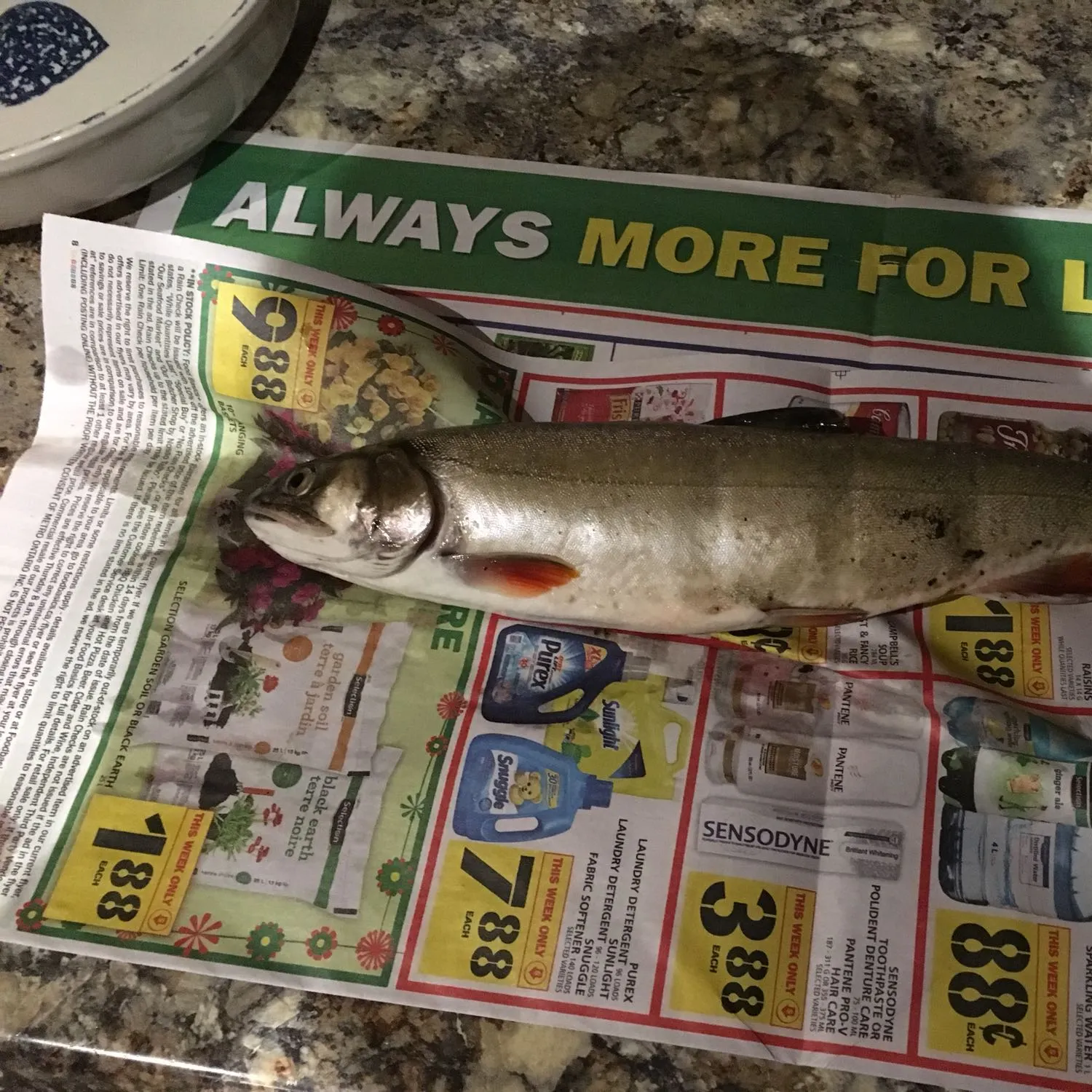 recently logged catches