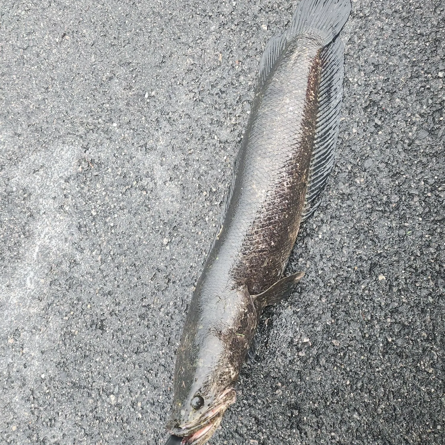 The most recent Northern snakehead catches on Fishbrain