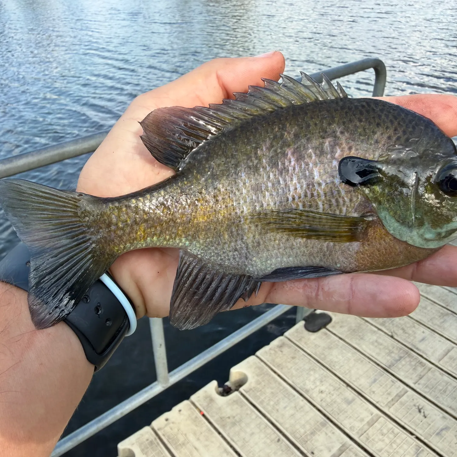 Bluegill caught on Fishbrain