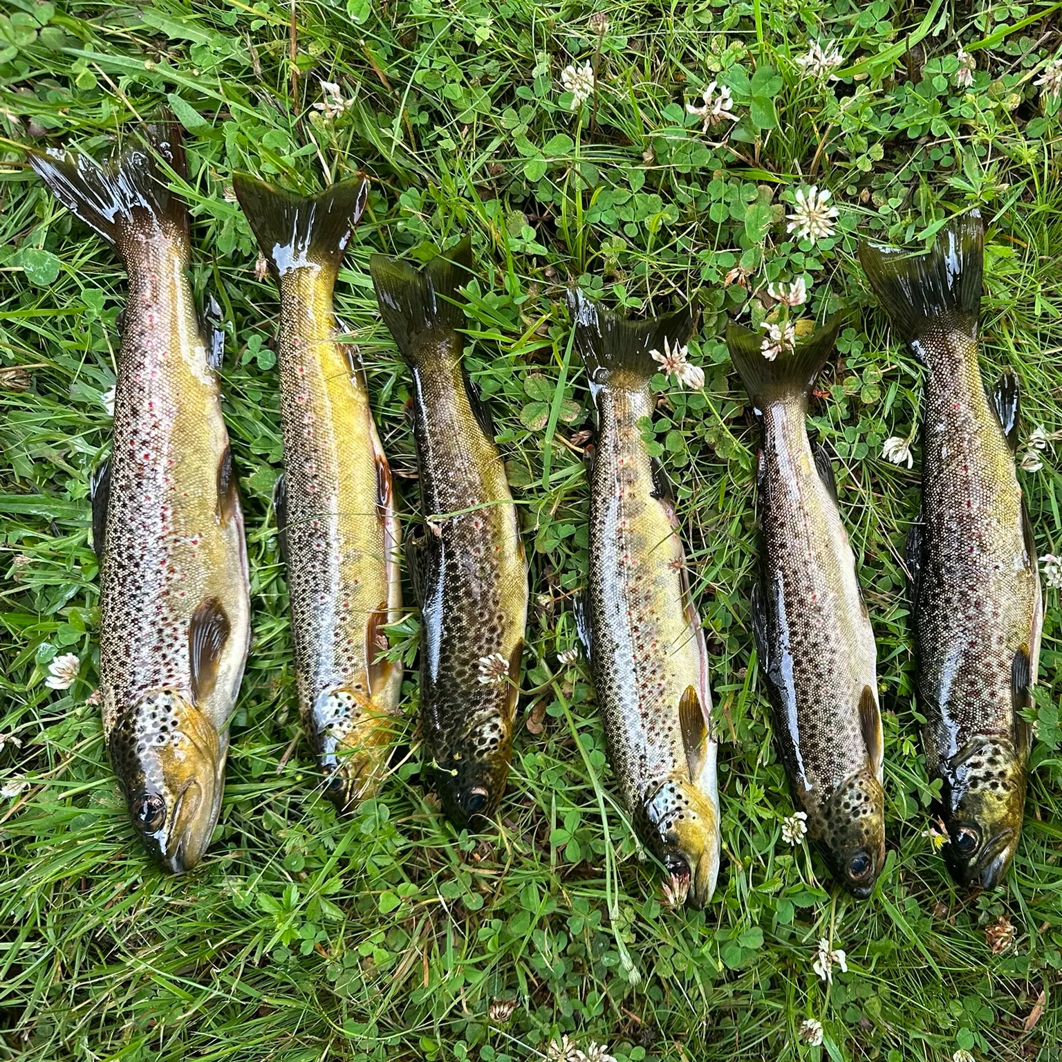 The most recent Lake trout catches on Fishbrain