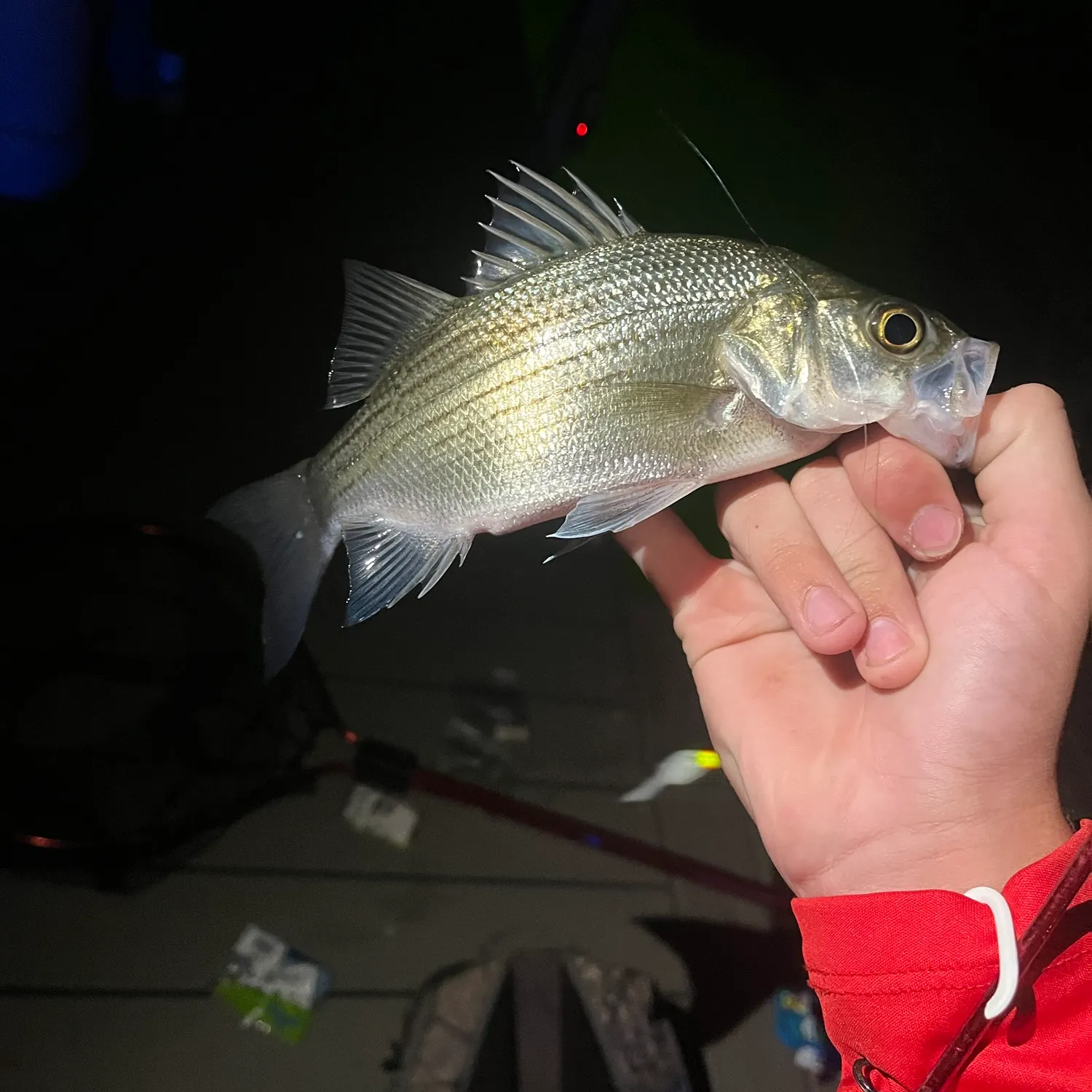 White bass caught on Fishbrain