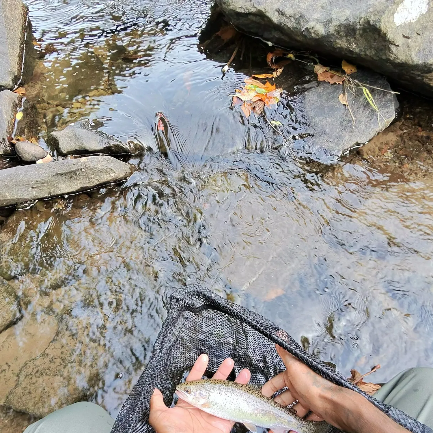 Rainbow trout caught on Fishbrain