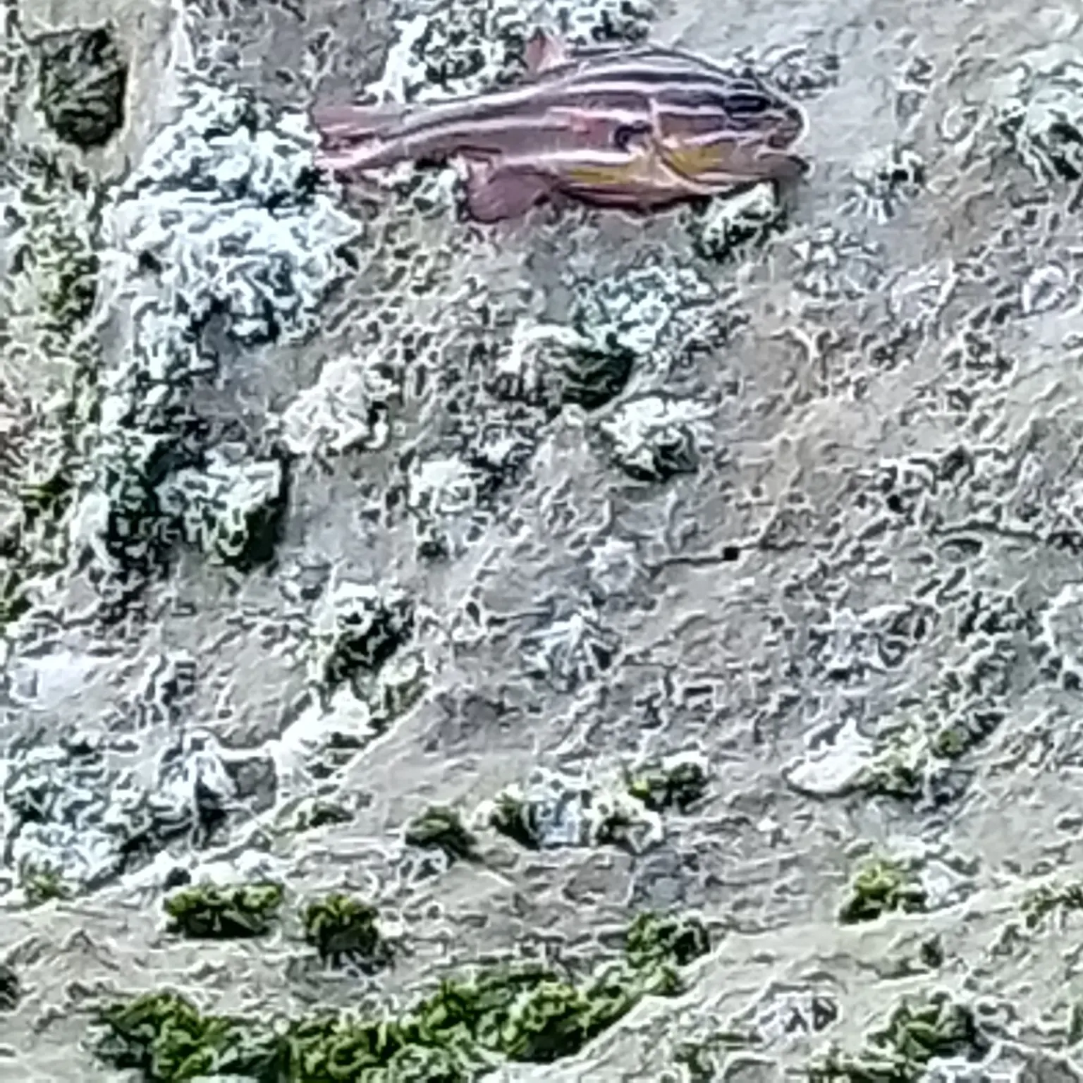 Sydney cardinalfish caught on Fishbrain