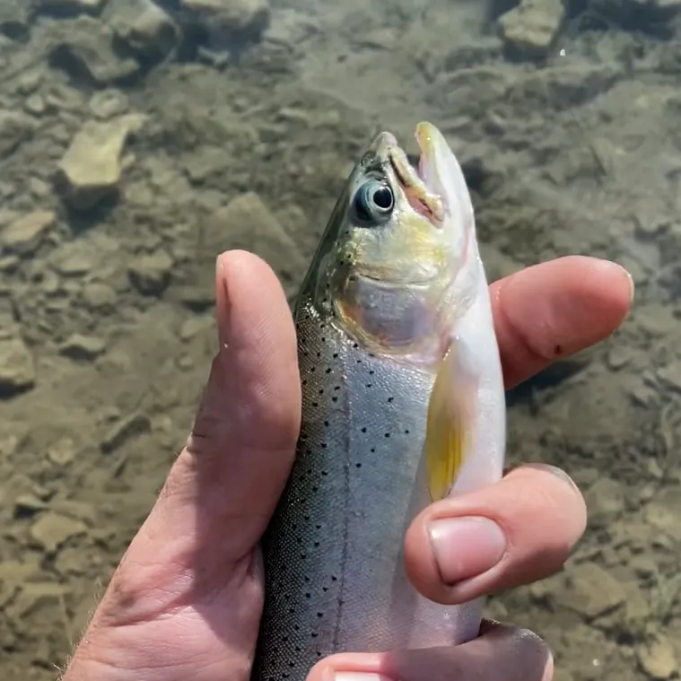 Coastal cutthroat trout caught on Fishbrain