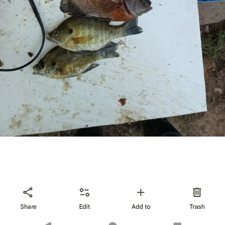 Bluegill caught on Fishbrain