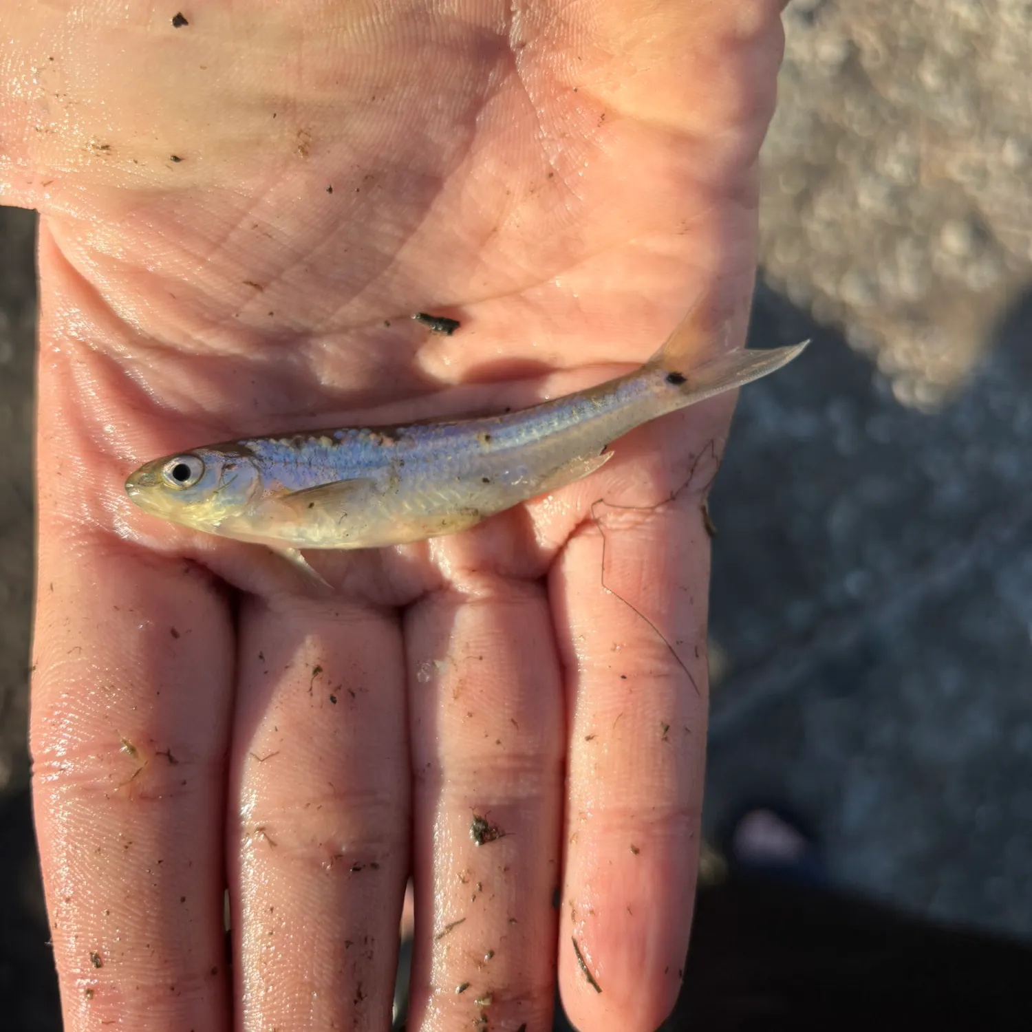 Round whitefish caught on Fishbrain