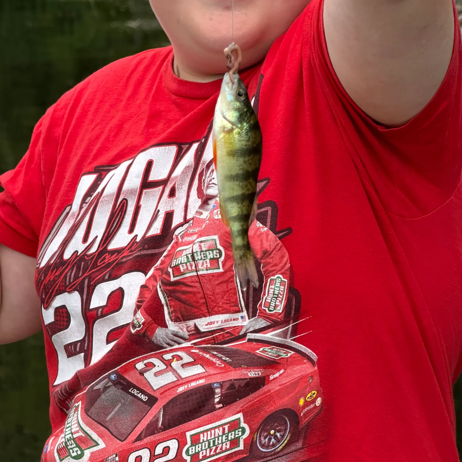 Yellow perch caught on Fishbrain