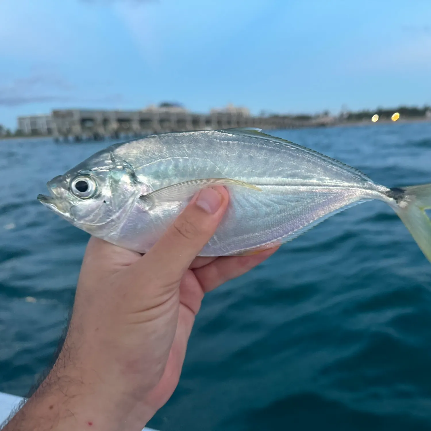 The most recent Atlantic bumper catches on Fishbrain