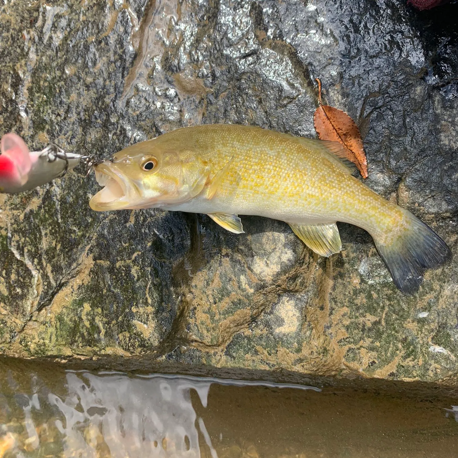 Smallmouth bass caught on Fishbrain