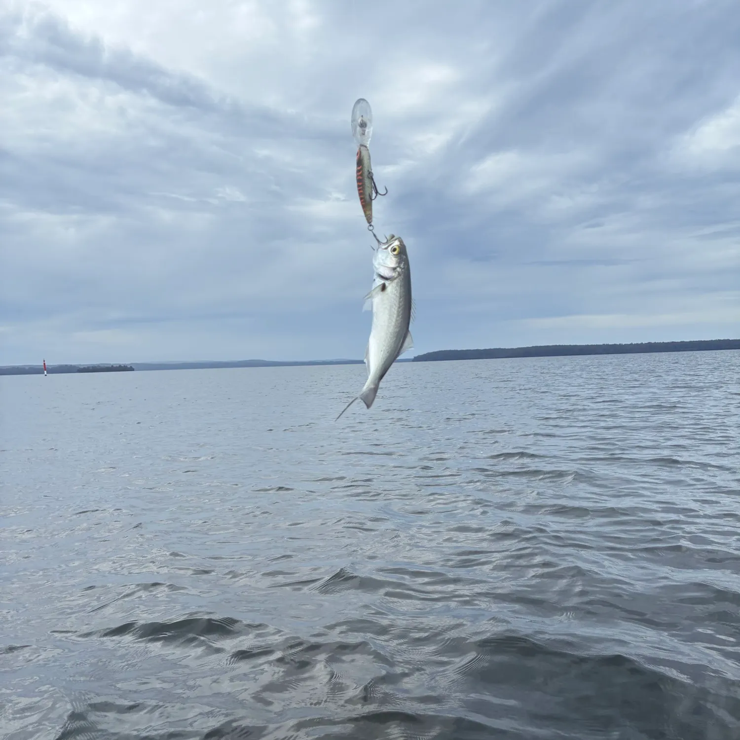 Bluefish caught on Fishbrain